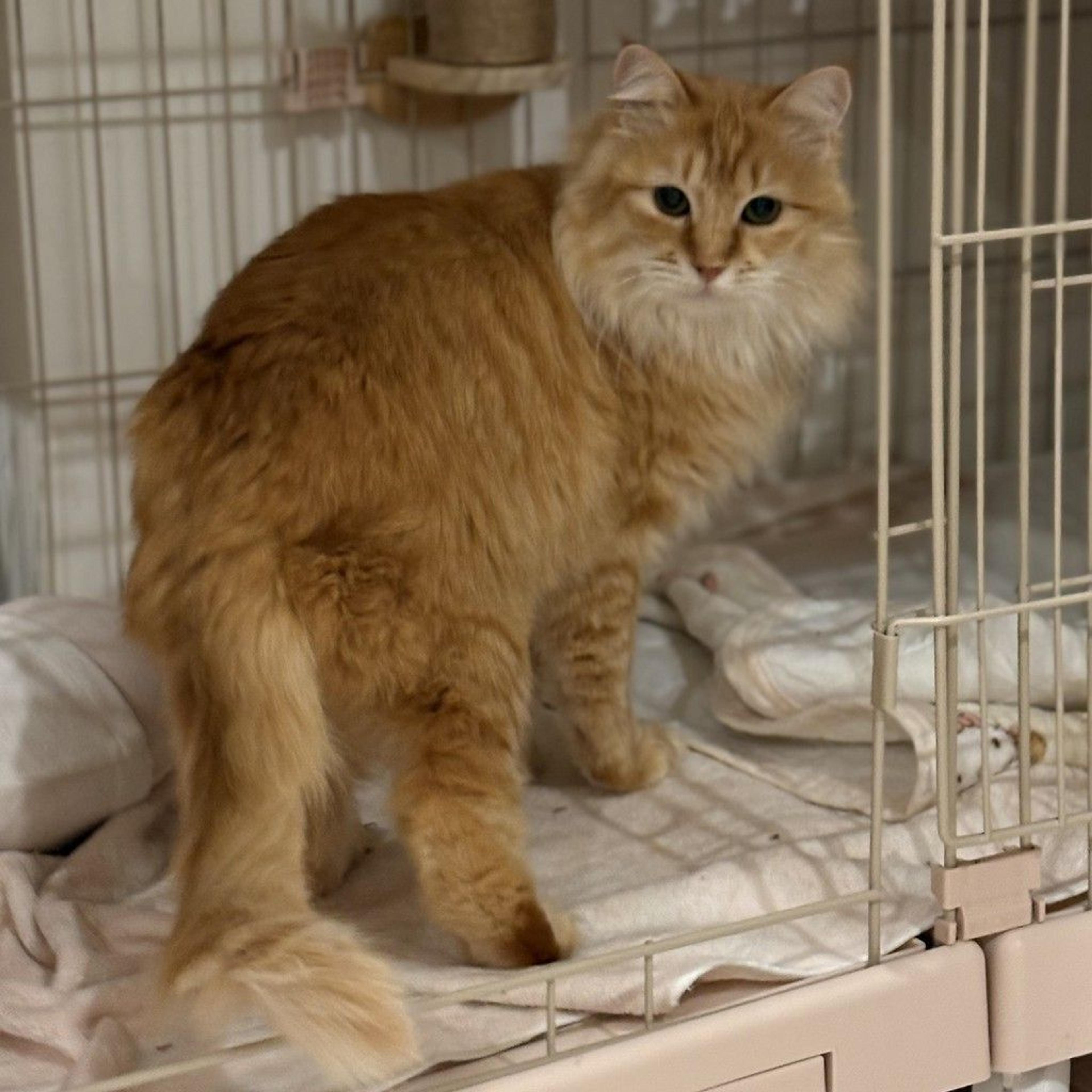 pet-image-3