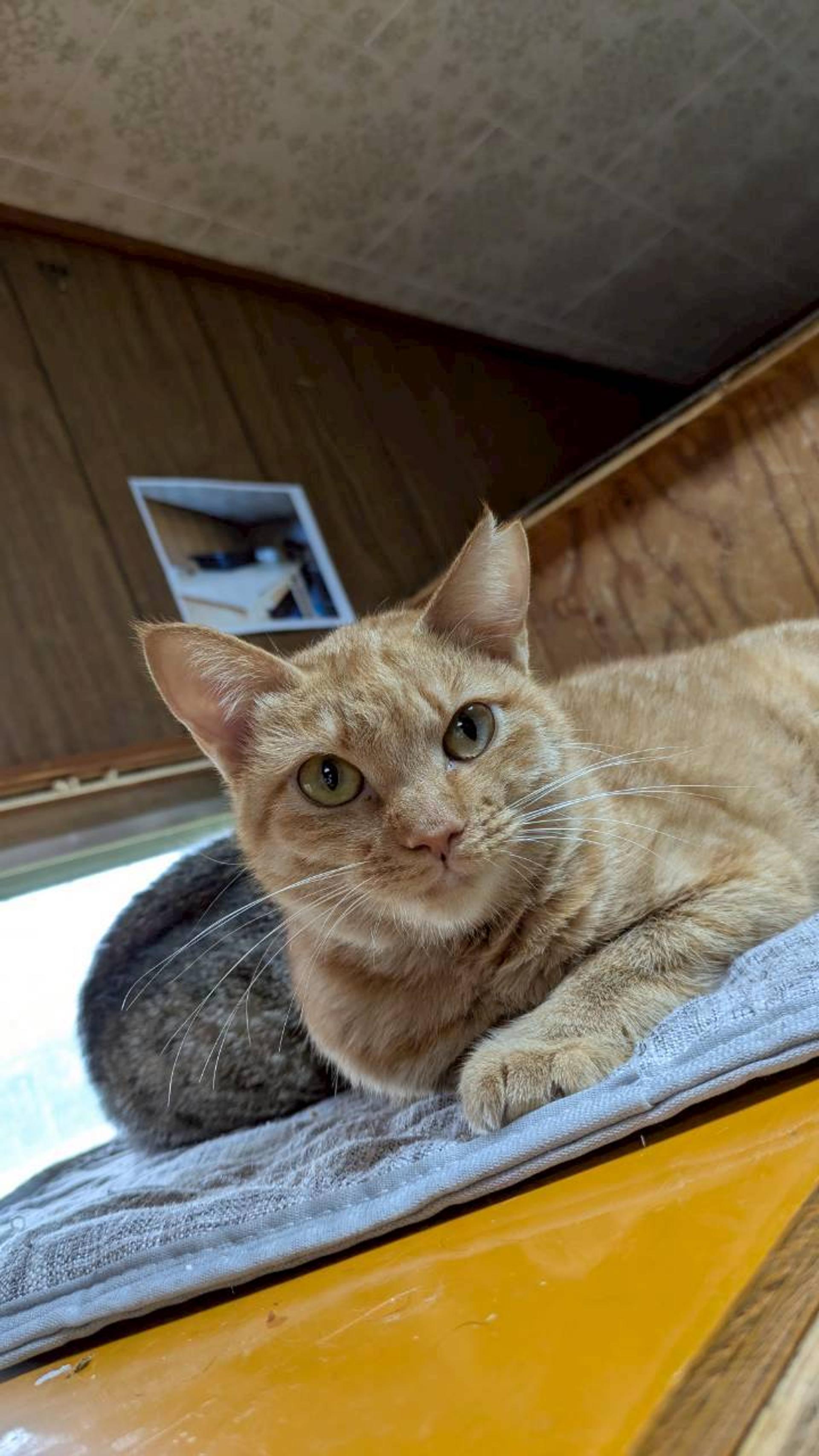 pet-image-2