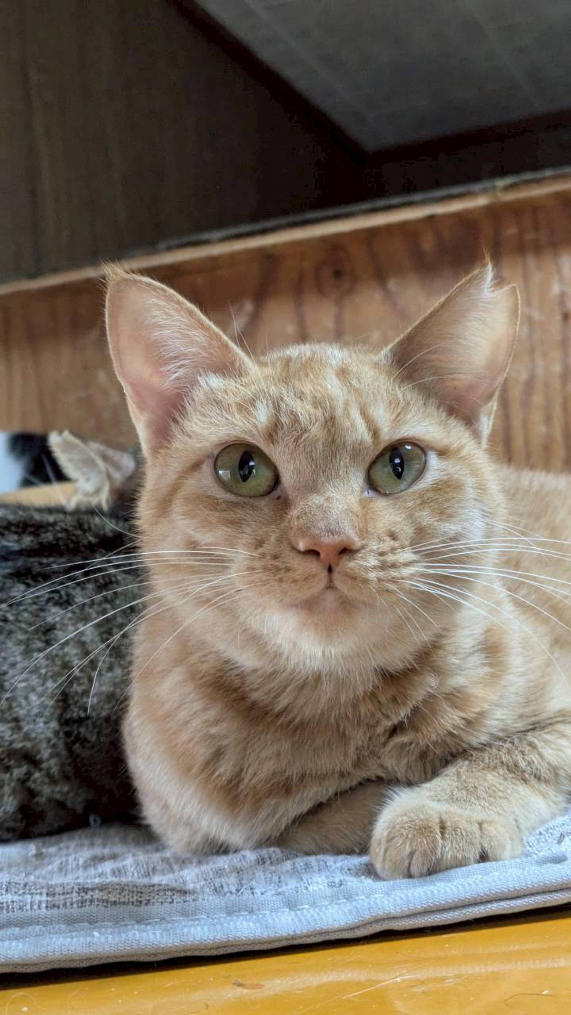雑種（ミックス猫）・メスの里親募集の写真