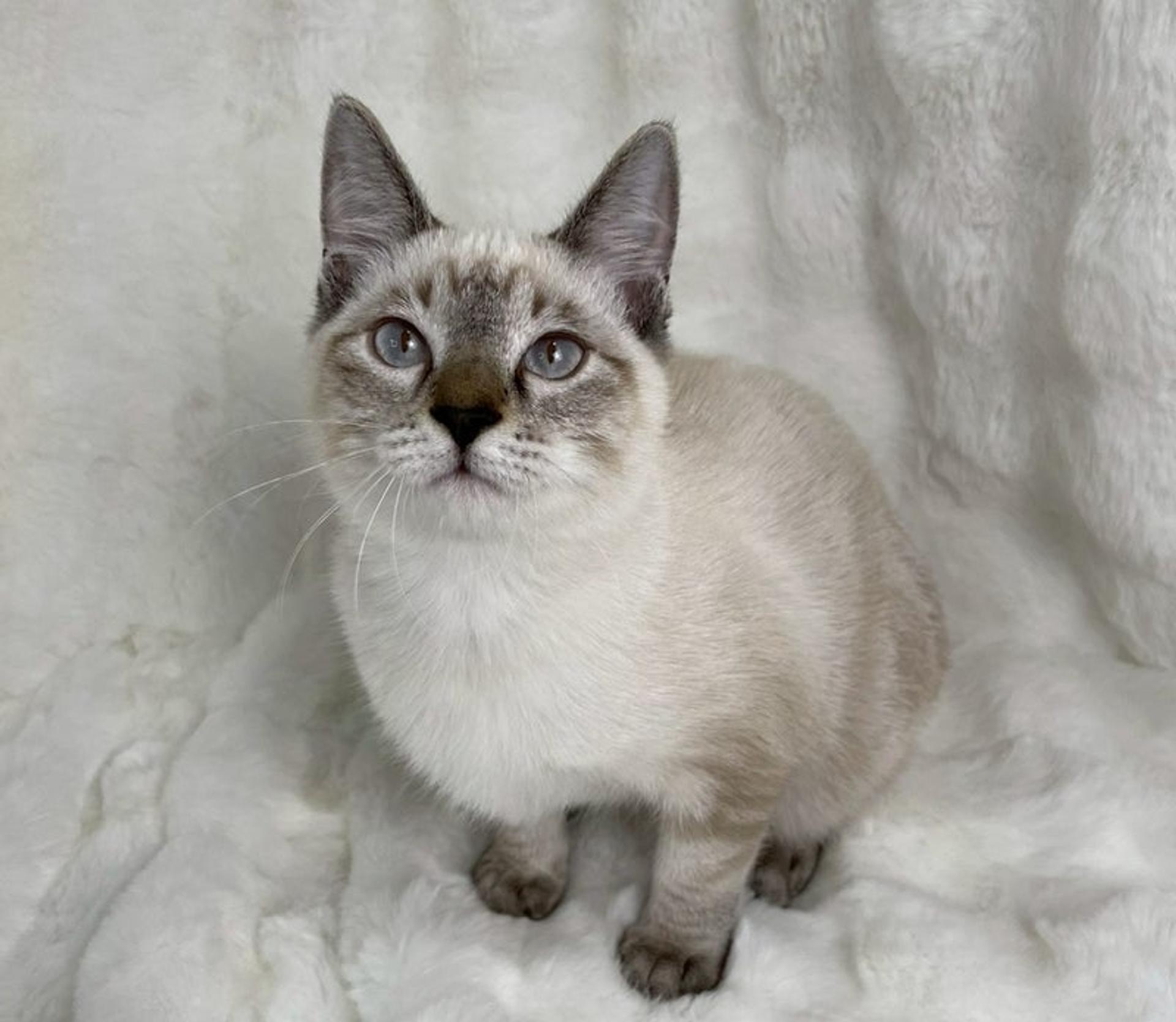 pet-image-4