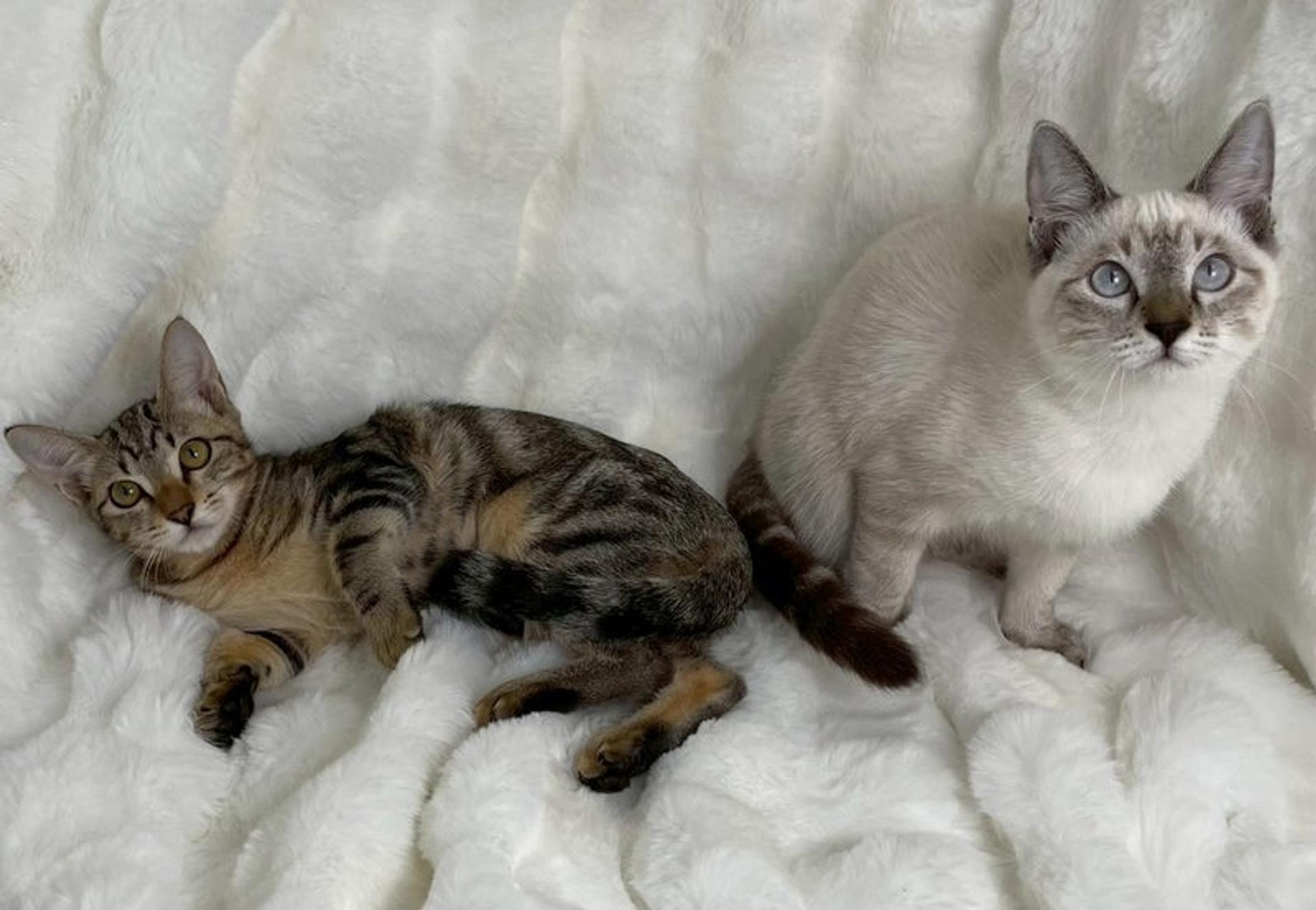 pet-image-5