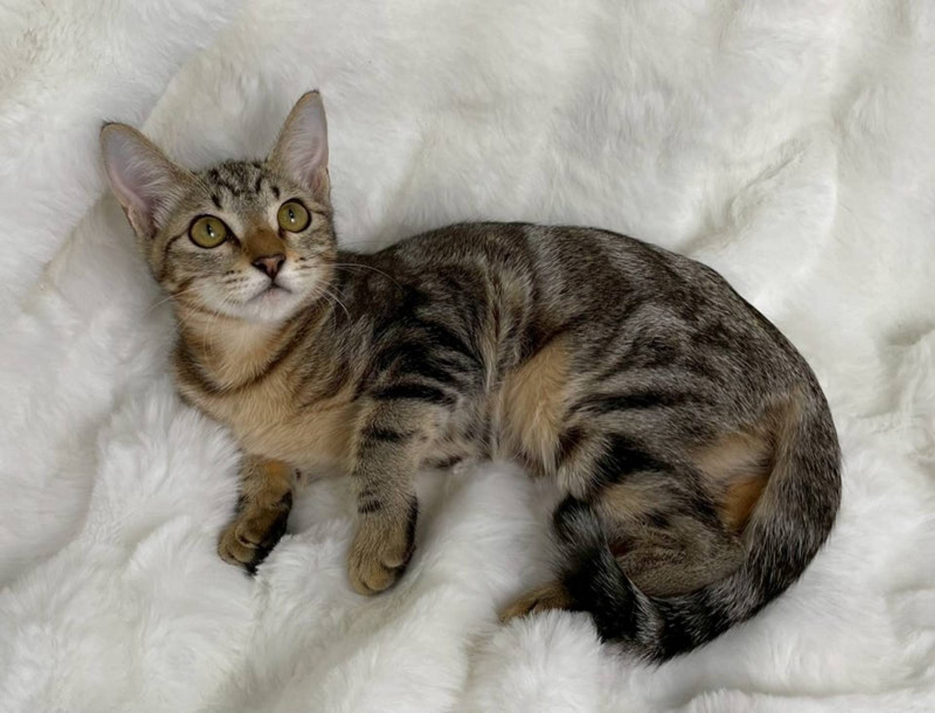 雑種（ミックス猫）・メスの里親募集の写真