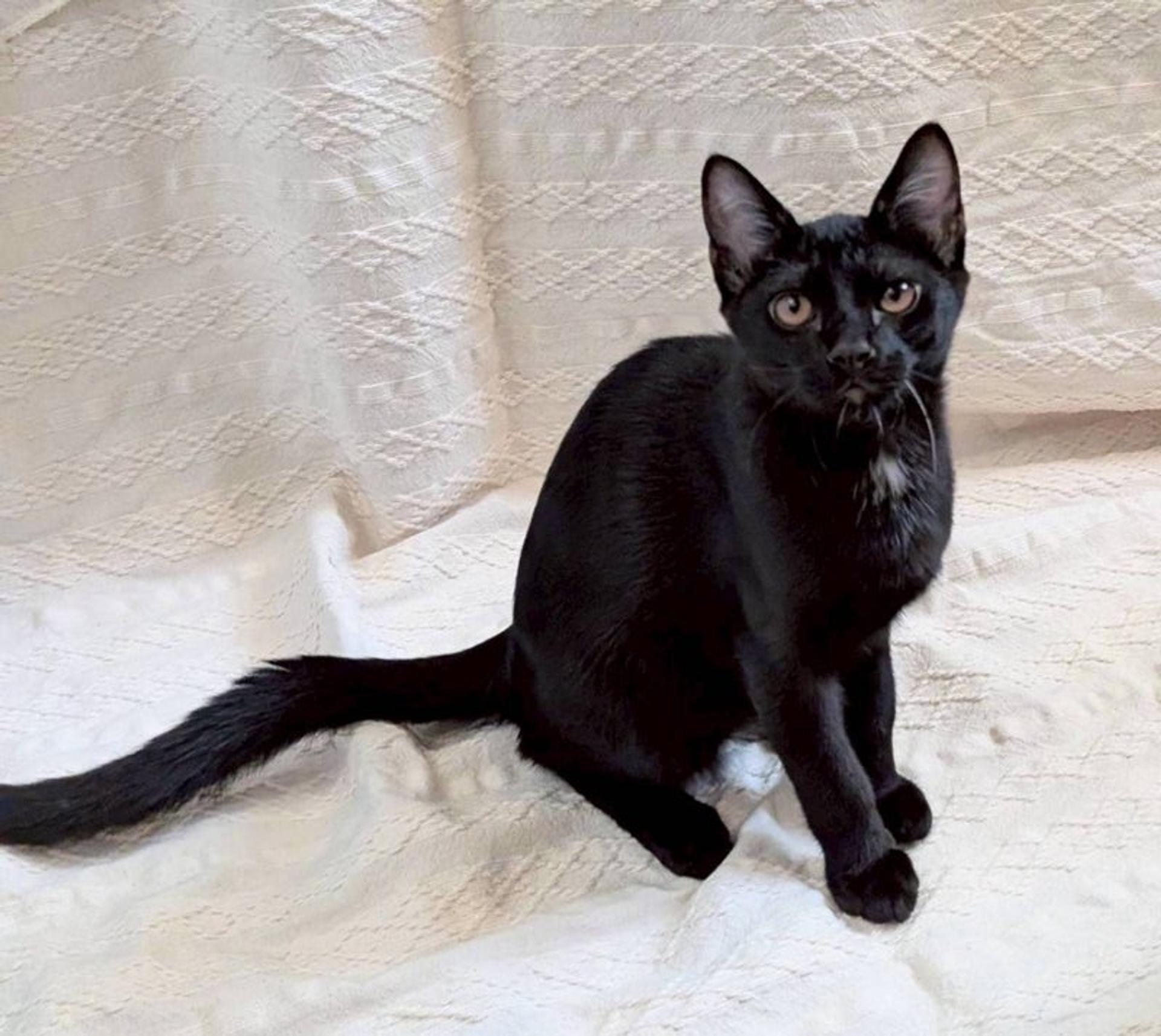 pet-image-4
