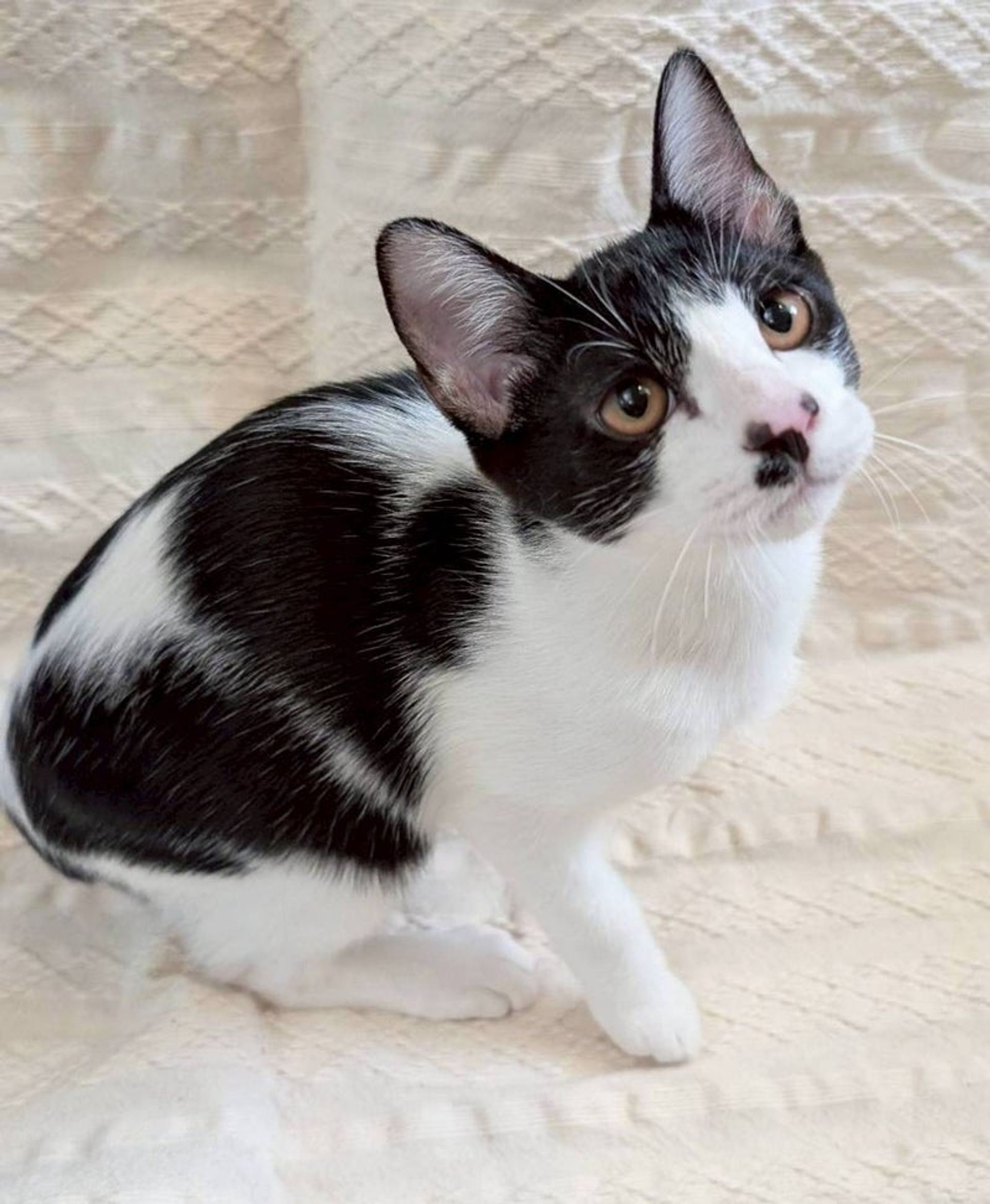 雑種（ミックス猫）・オスの里親募集の写真