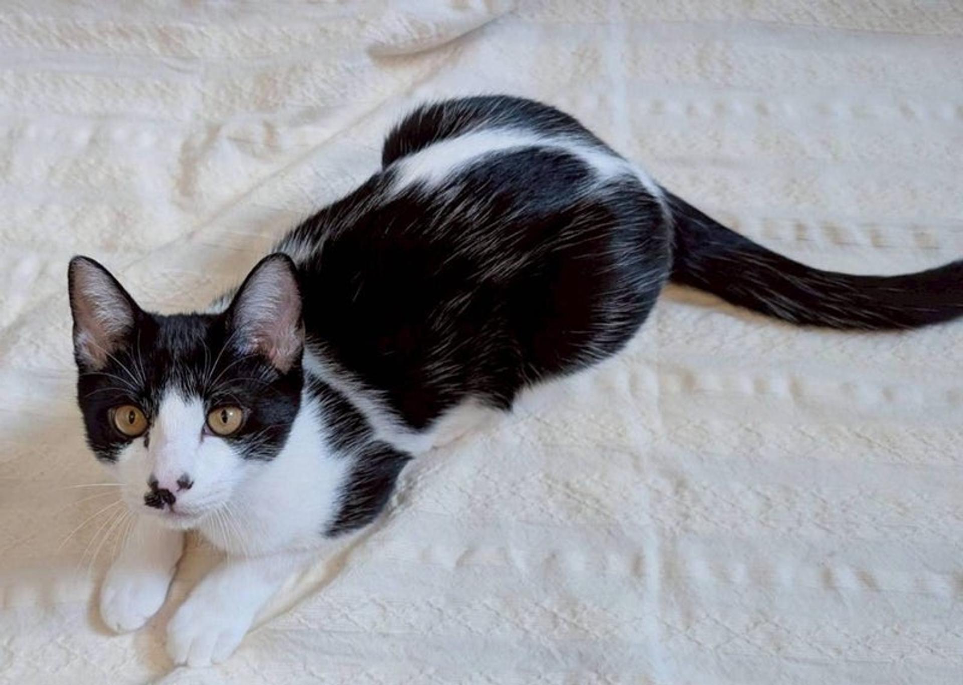 pet-image-3