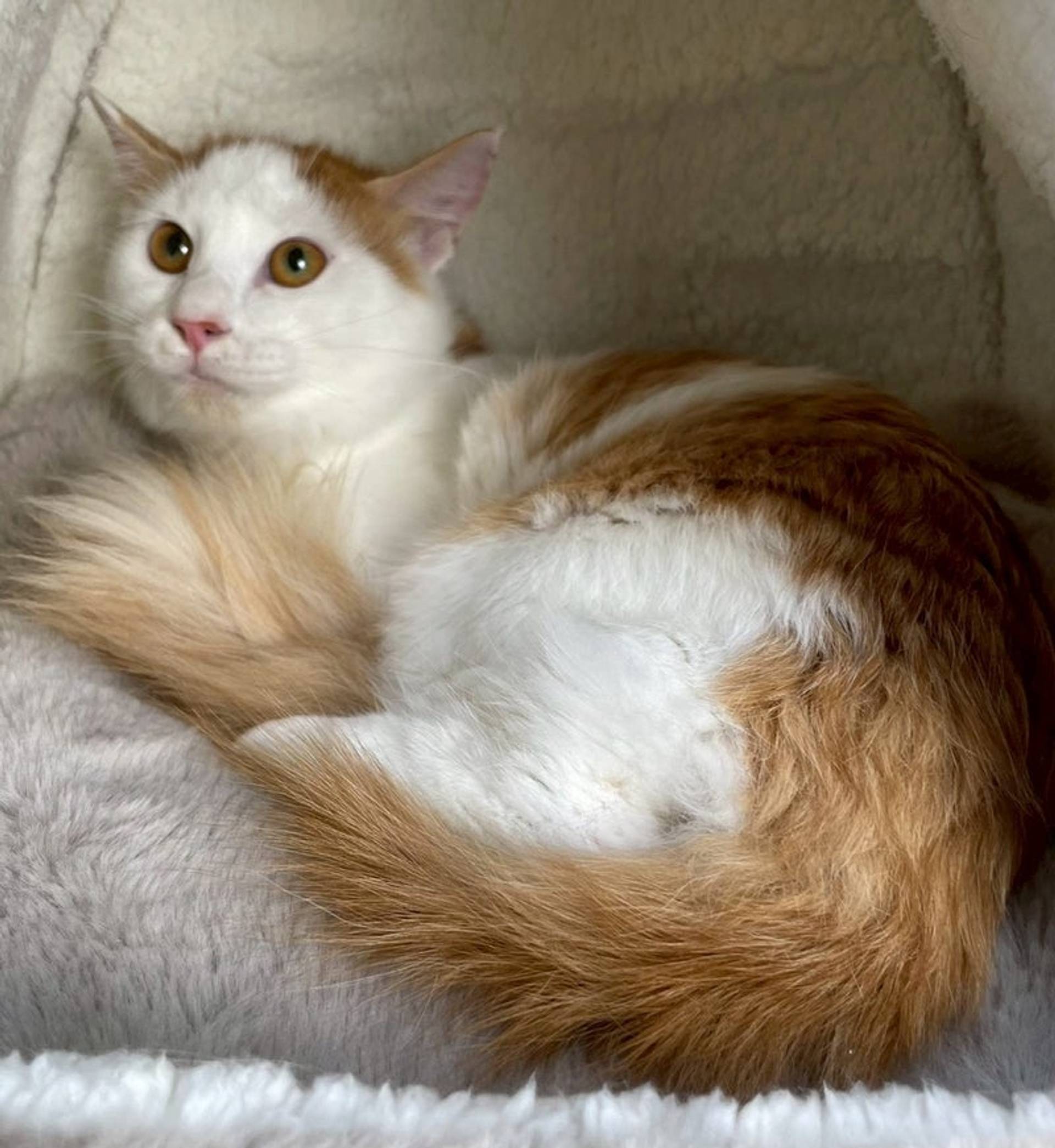 雑種（ミックス猫）・オスの里親募集の写真