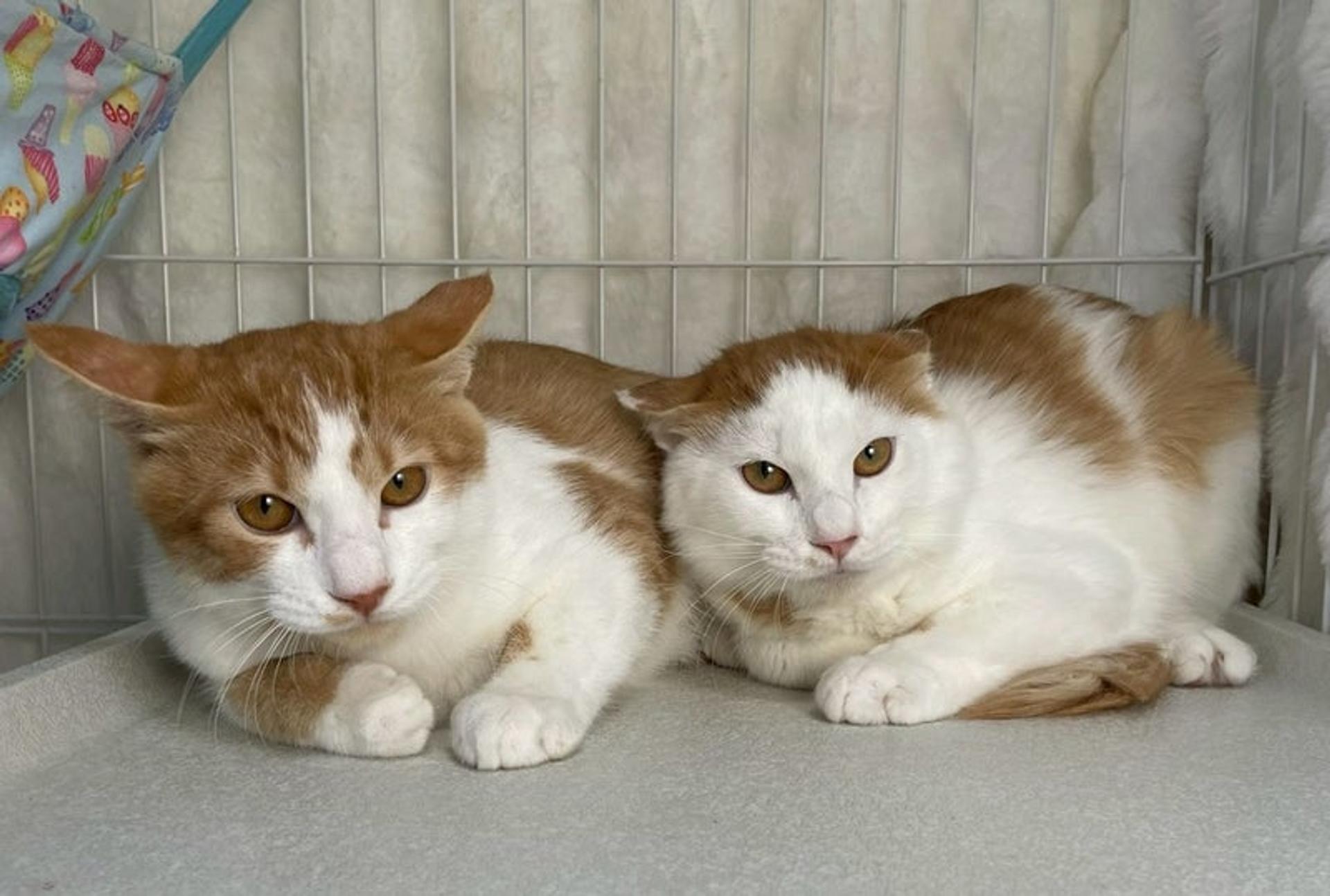 pet-image-5
