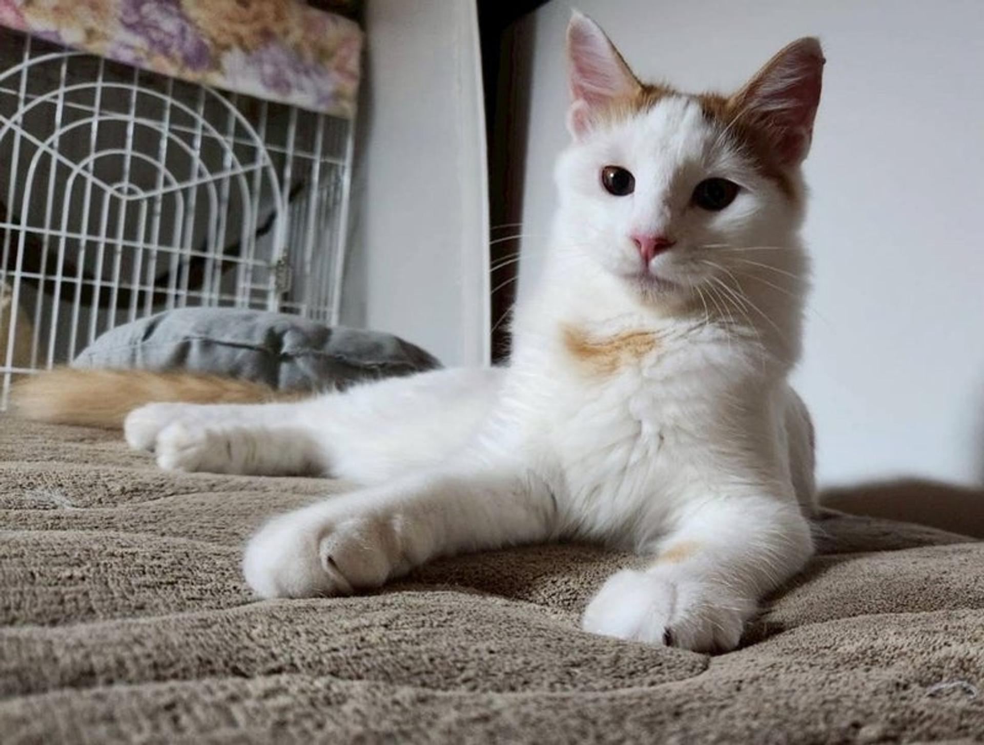 pet-image-2