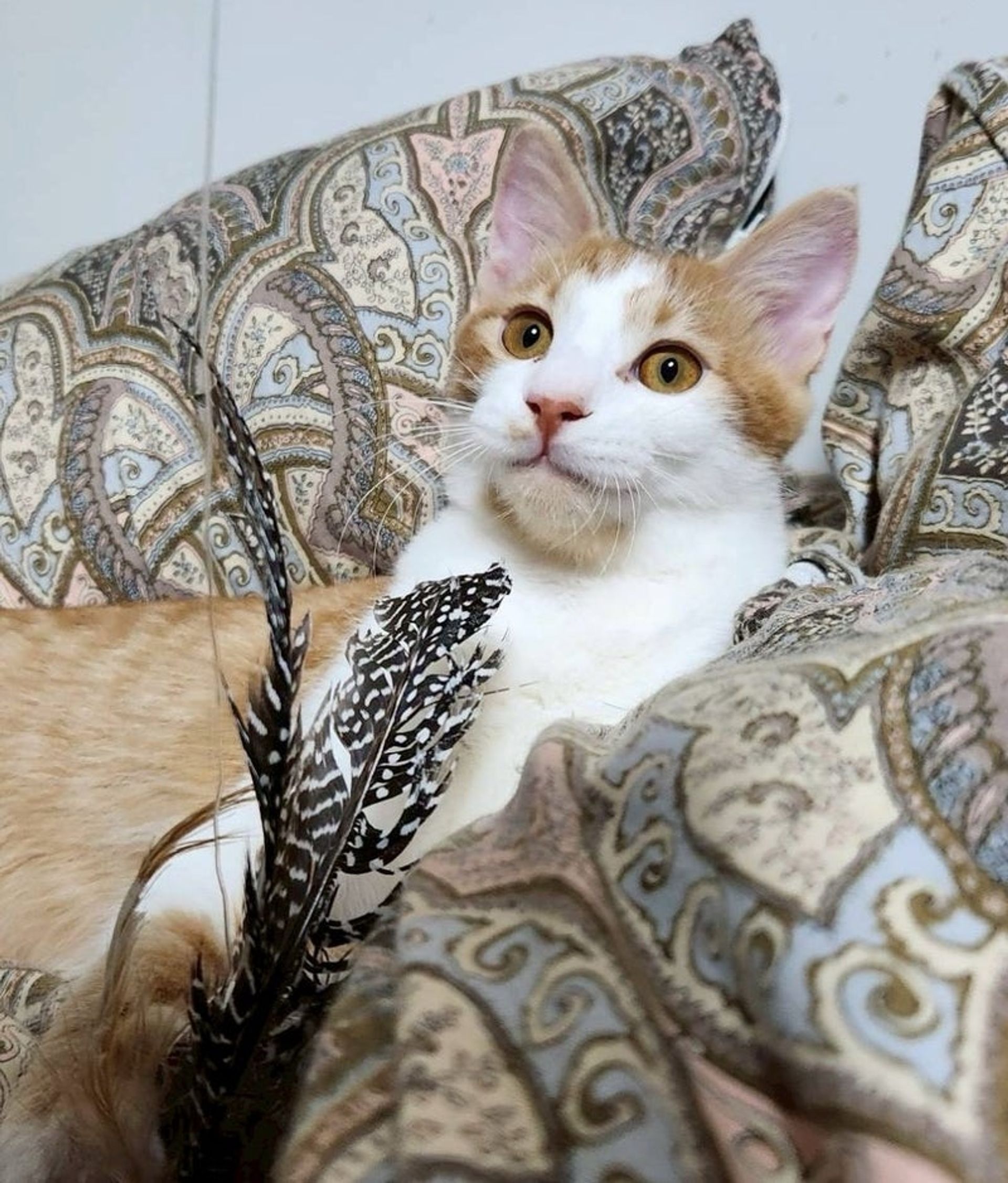 雑種（ミックス猫）・オスの里親募集の写真