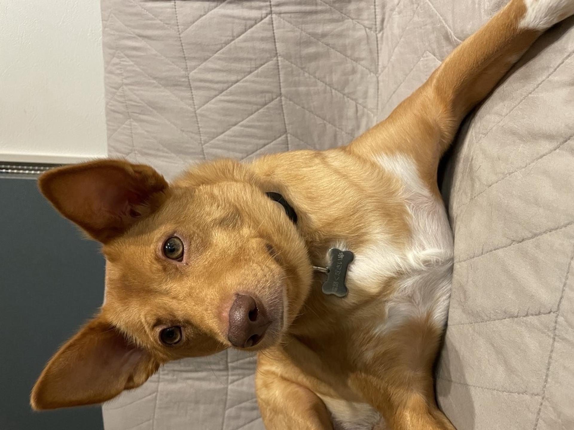 pet-image-2