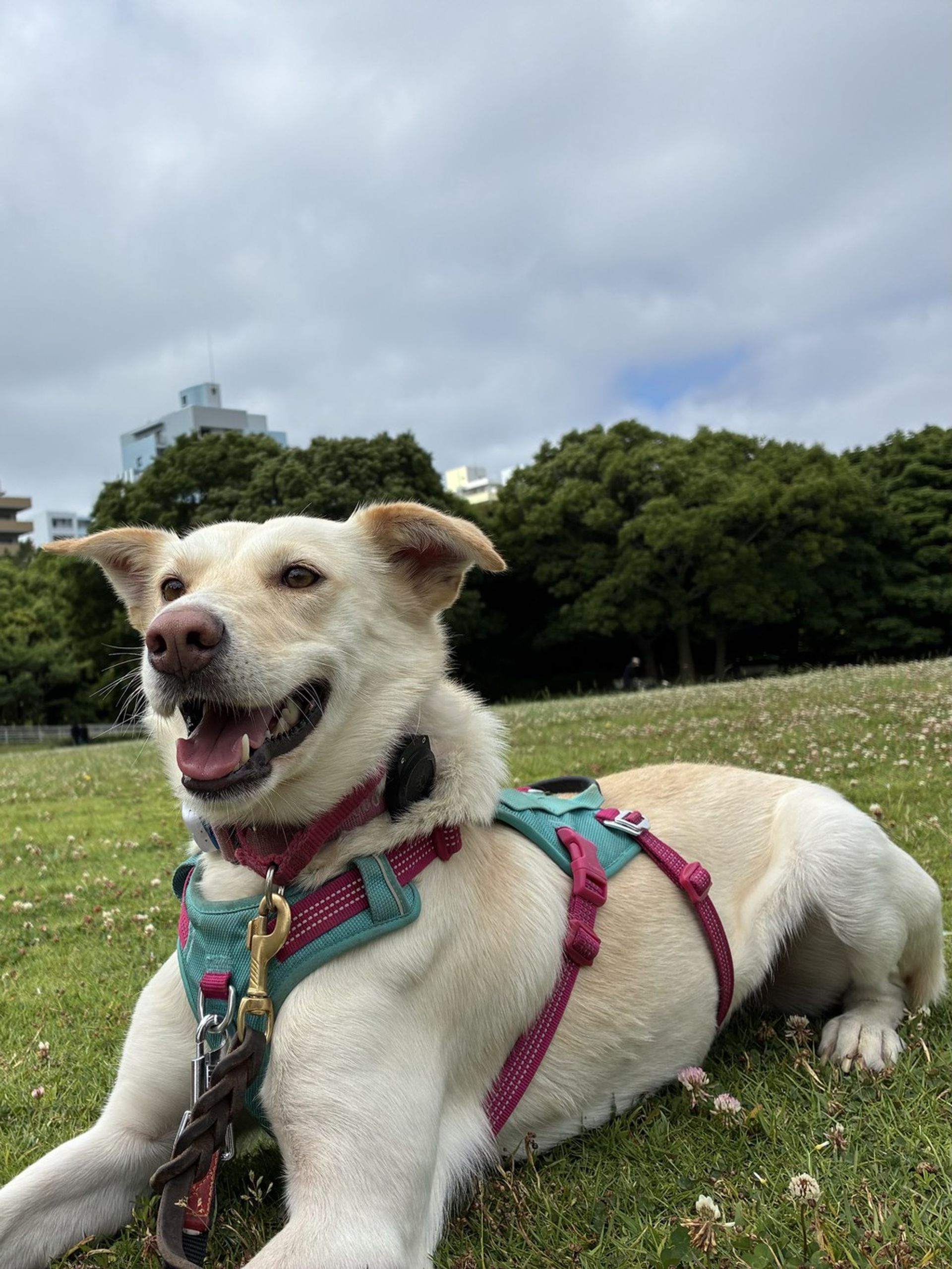 雑種（ミックス犬）・メスの里親募集の写真