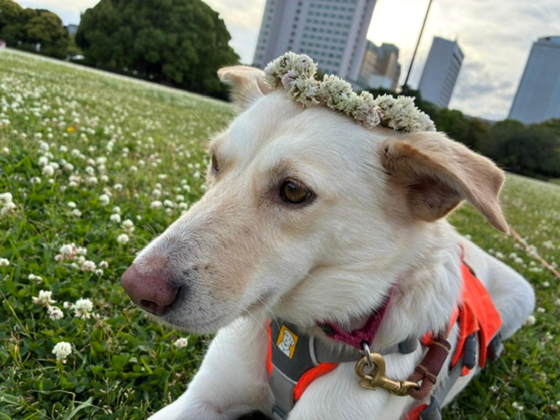 pet-image-2