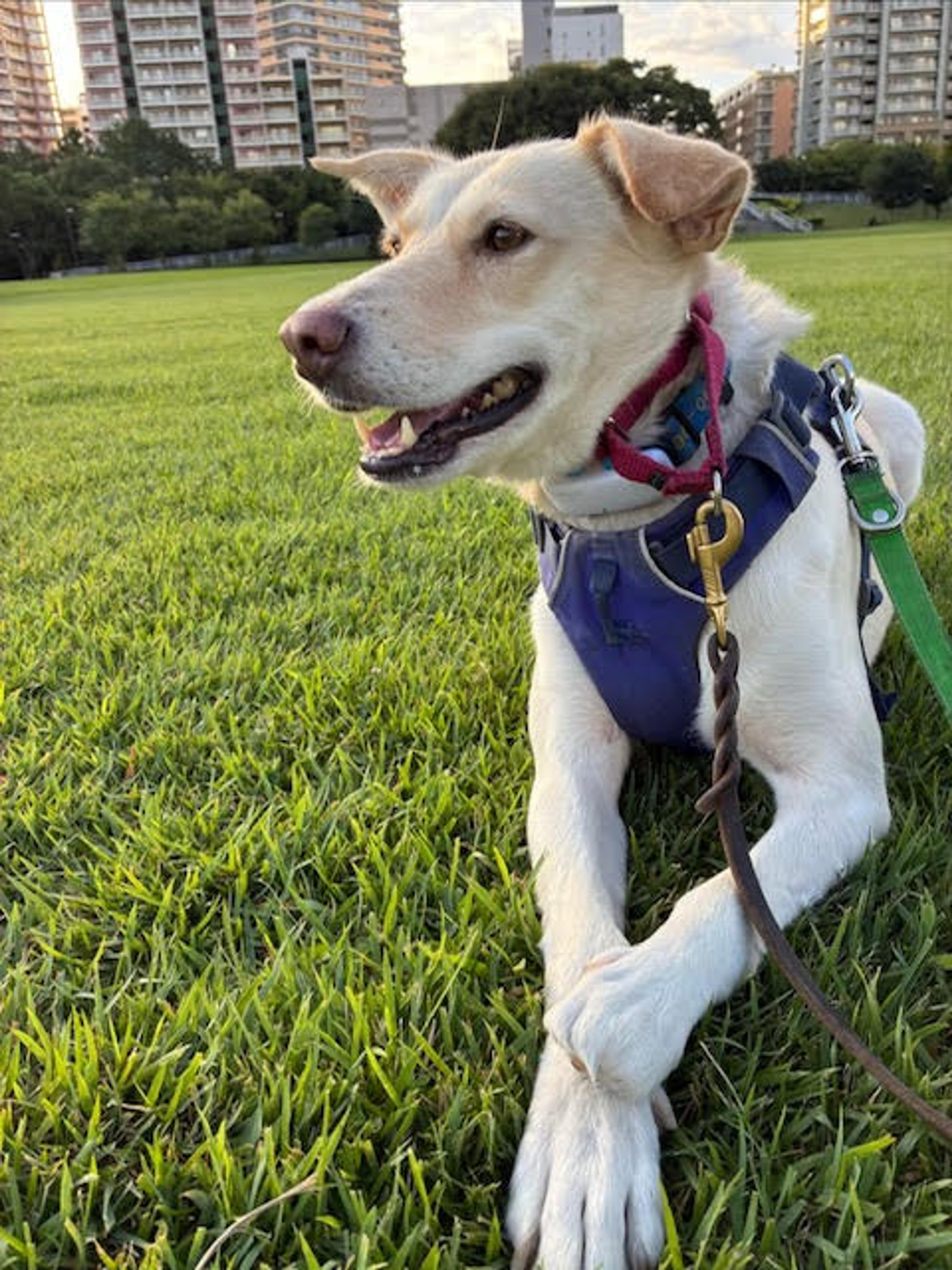 pet-image-5