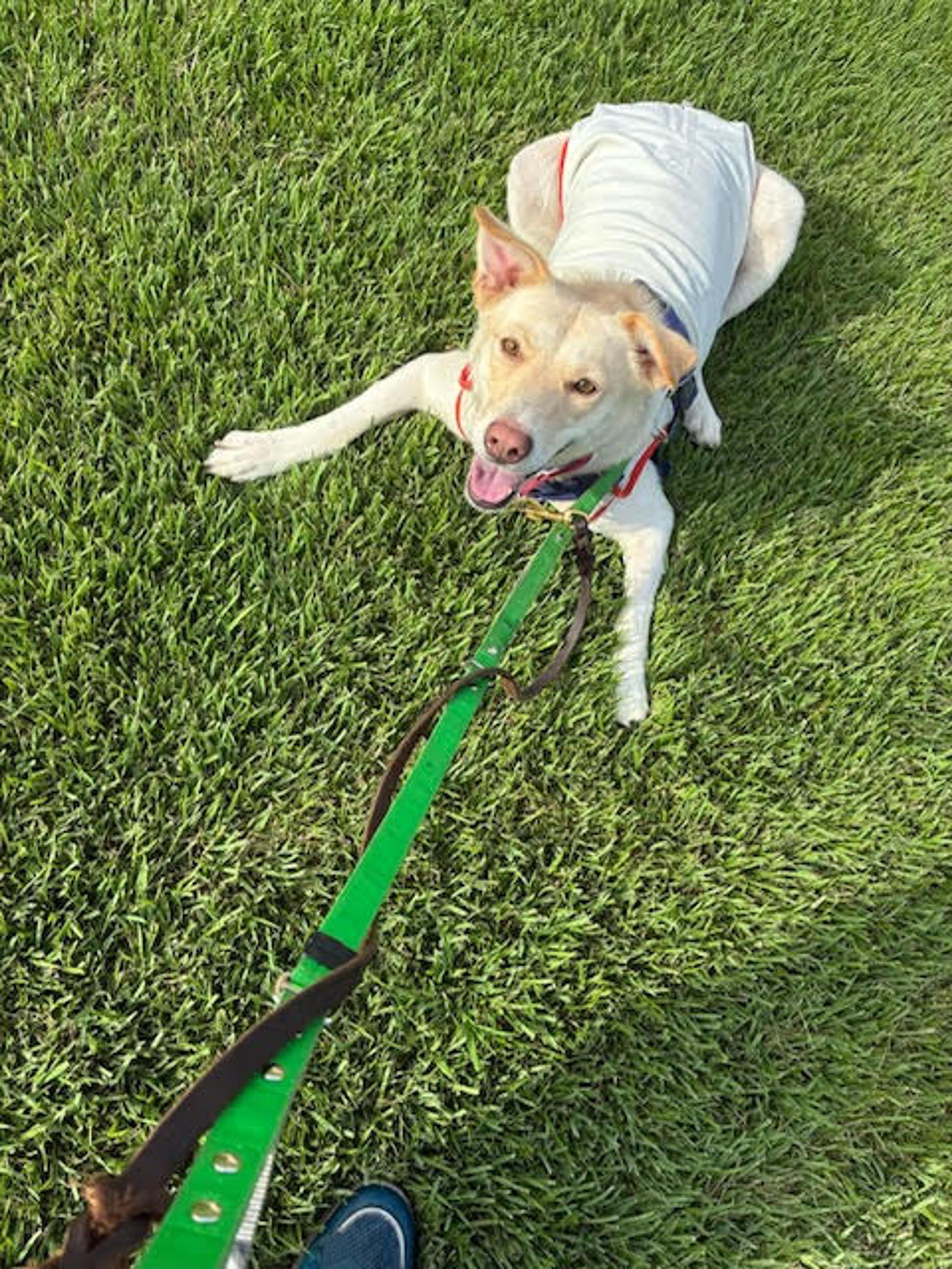 pet-image-6