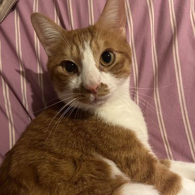 雑種（ミックス猫）・オスの里親募集の写真