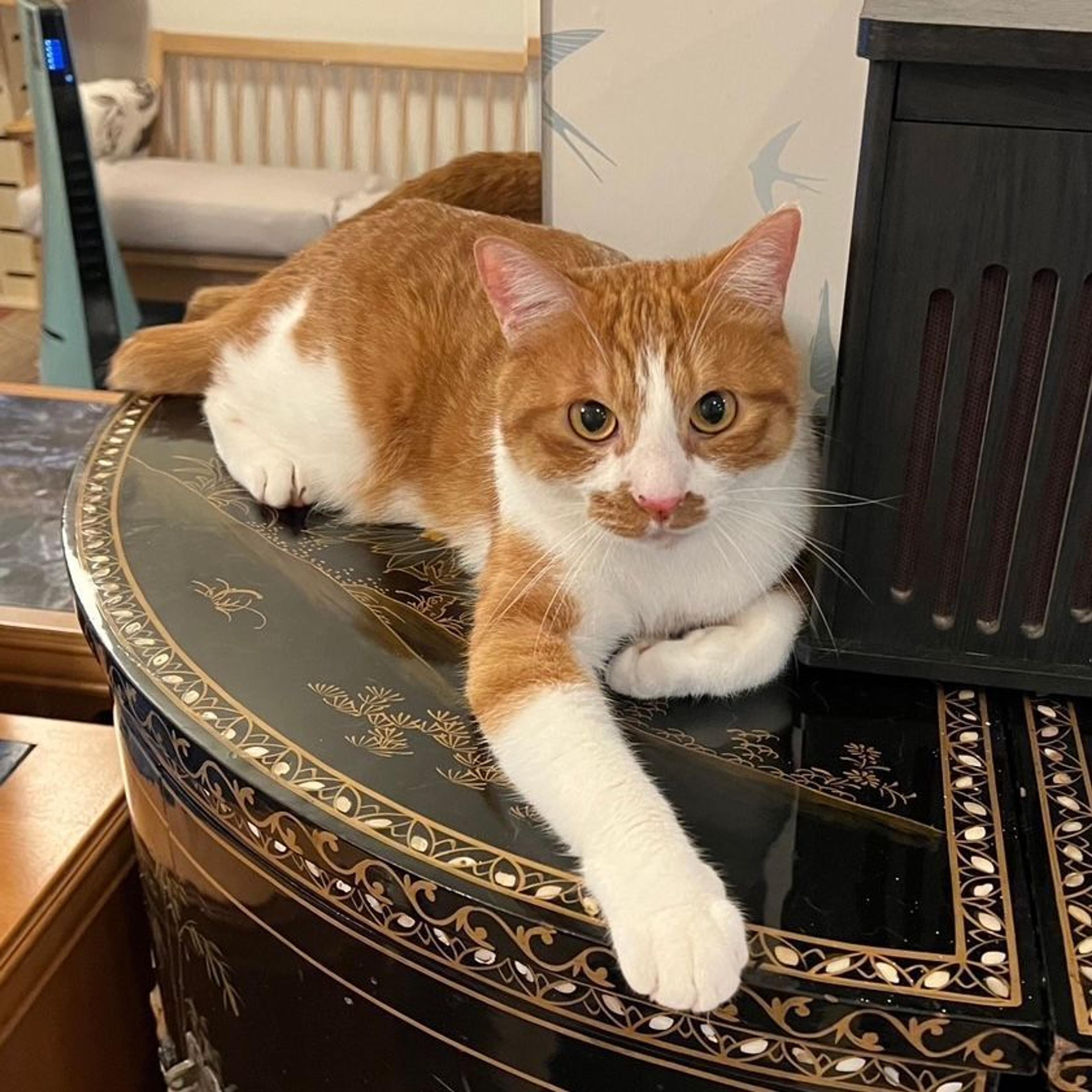 pet-image-2