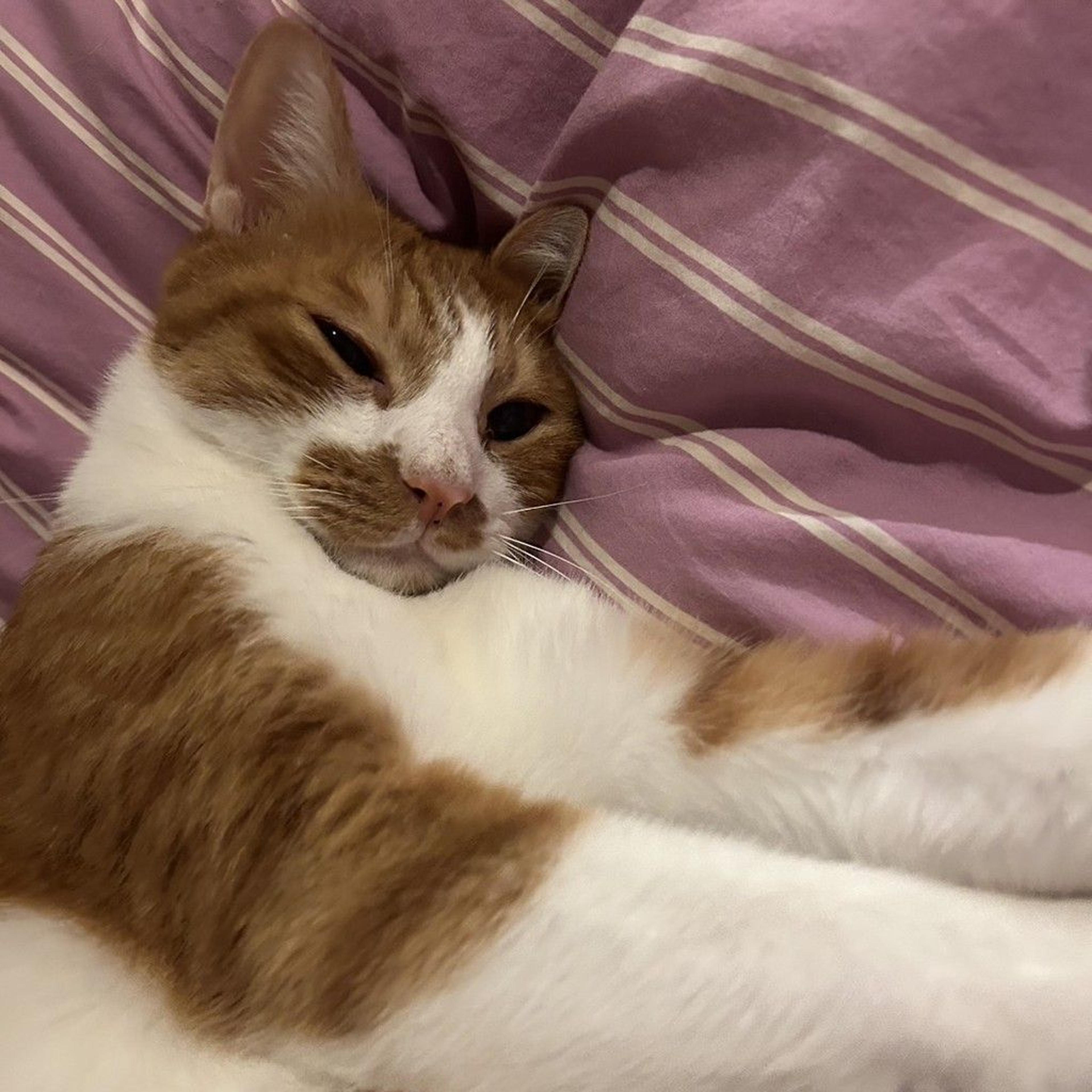 pet-image-3
