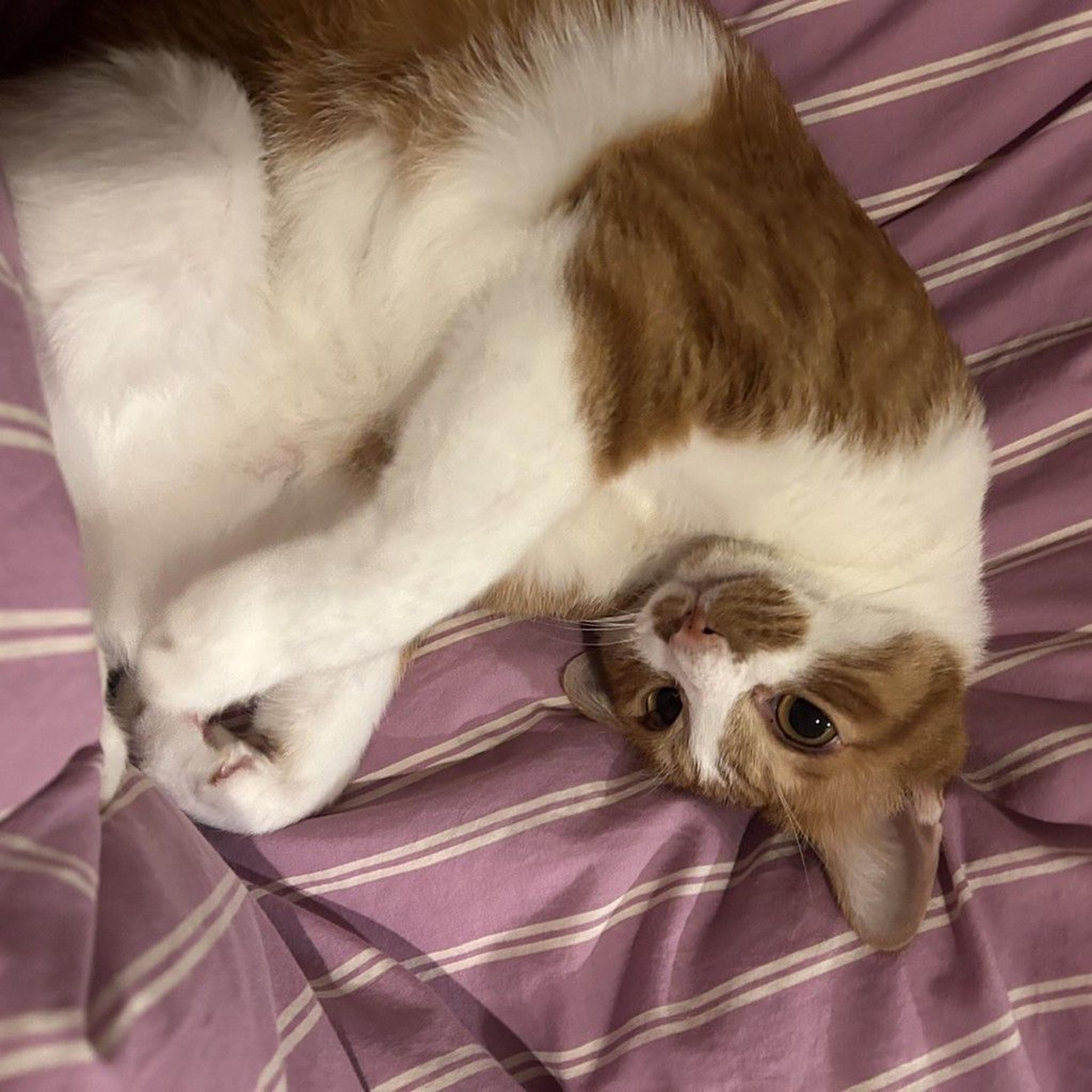 pet-image-4