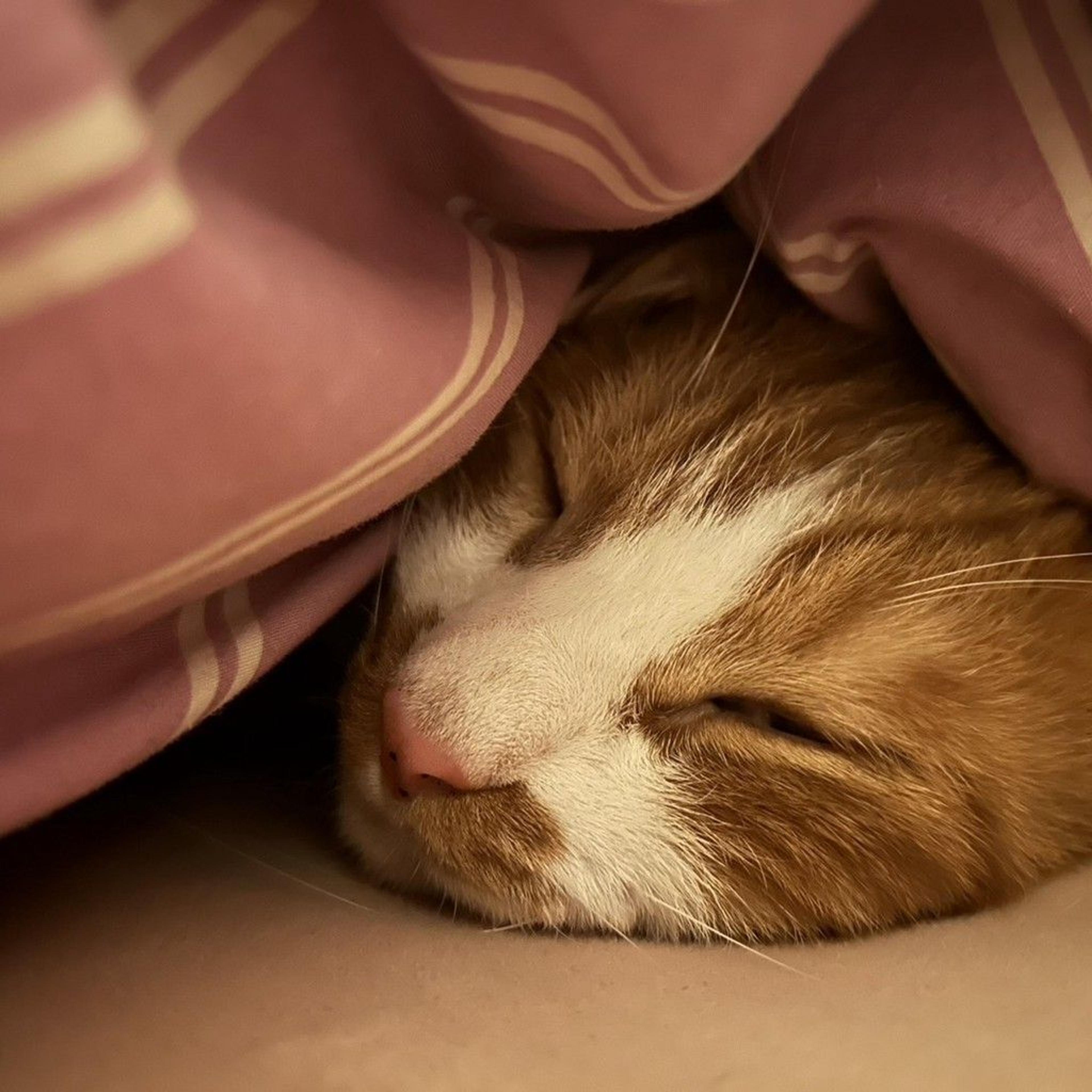 pet-image-6
