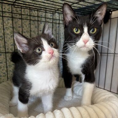 雑種（ミックス猫）・メスの里親募集の写真