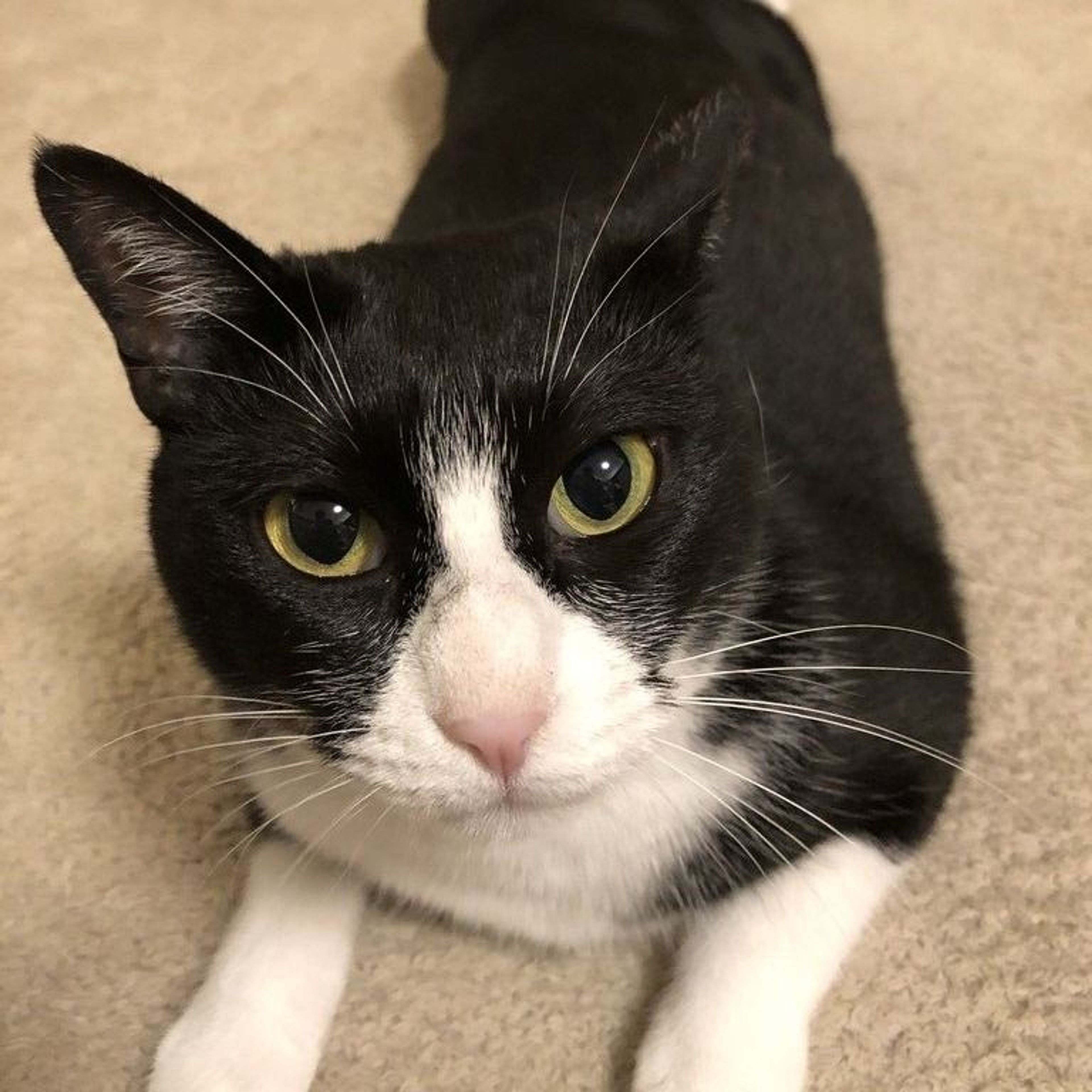 雑種（ミックス猫）・メスの里親募集の写真