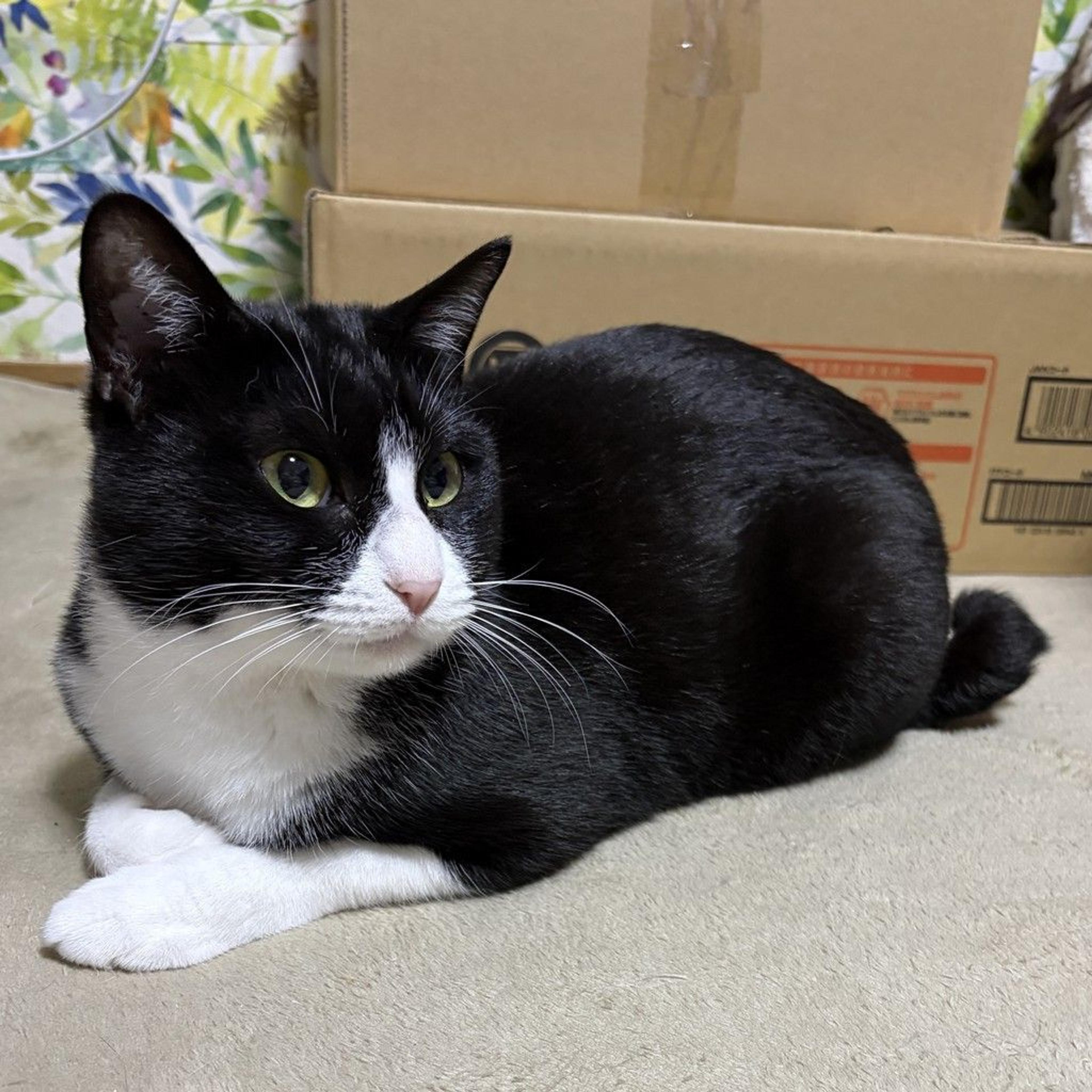 pet-image-6