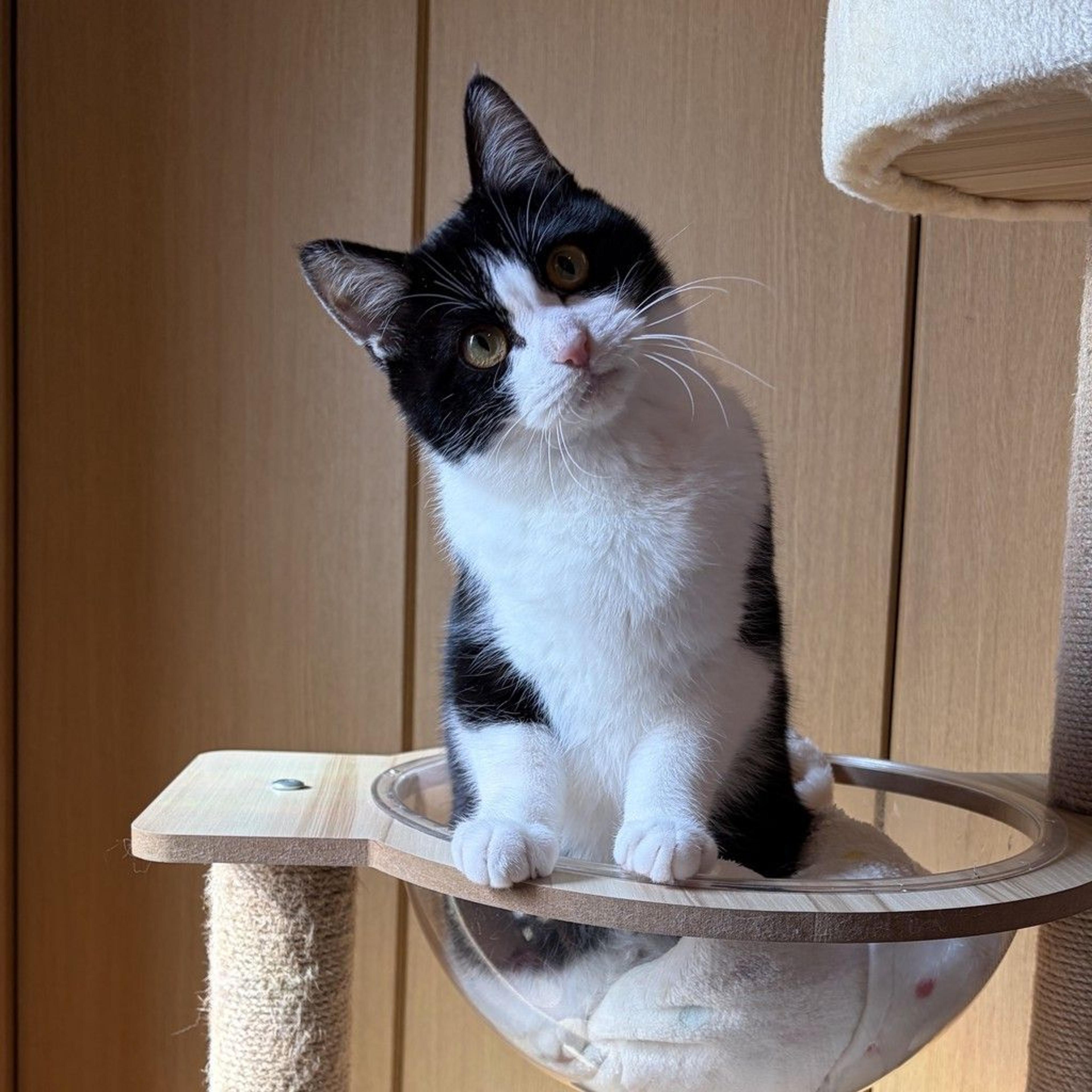 pet-image-7