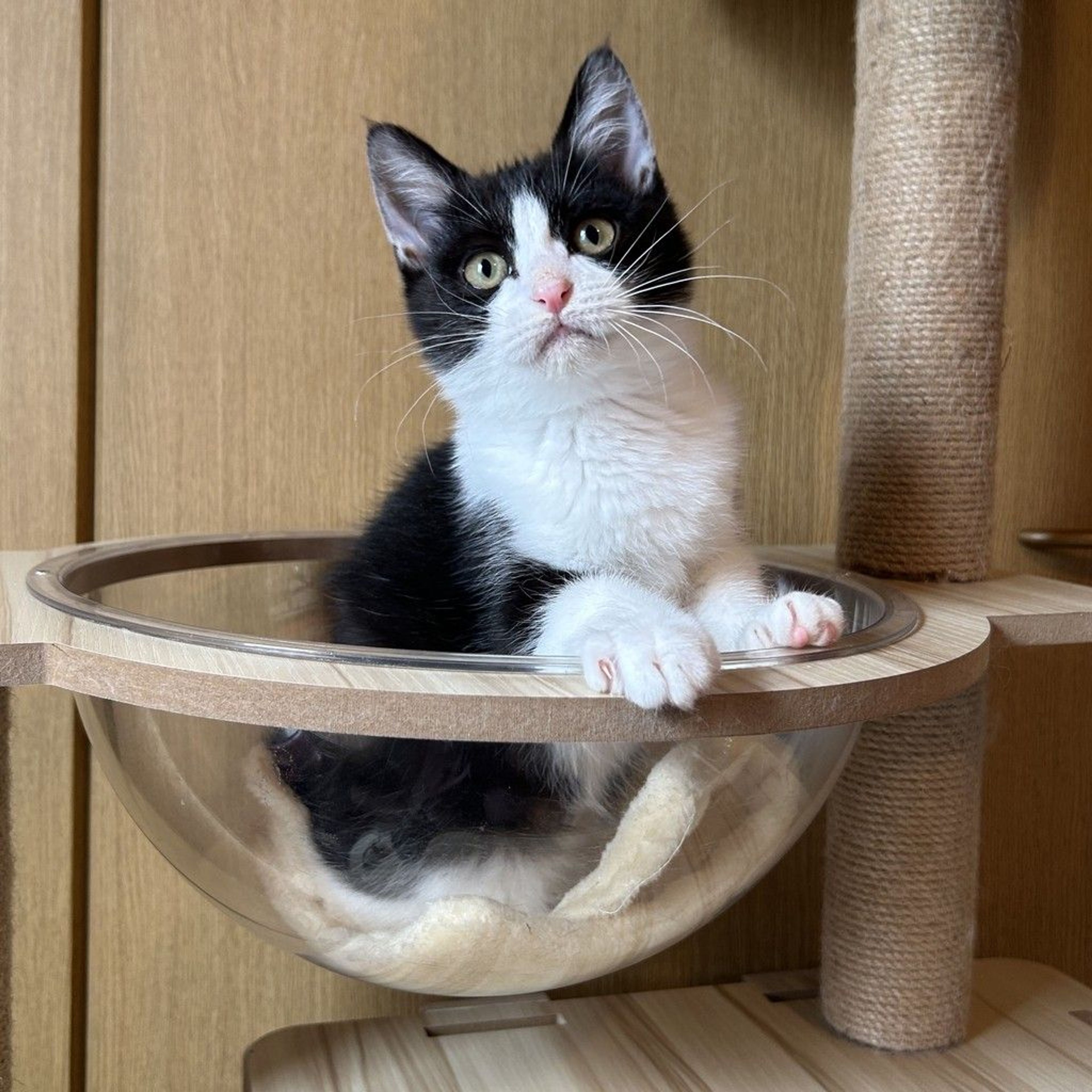 雑種（ミックス猫）・オスの里親募集の写真