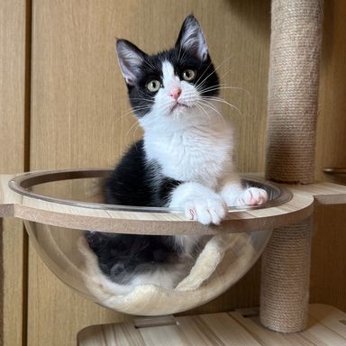 雑種（ミックス猫）・オスの里親募集の写真