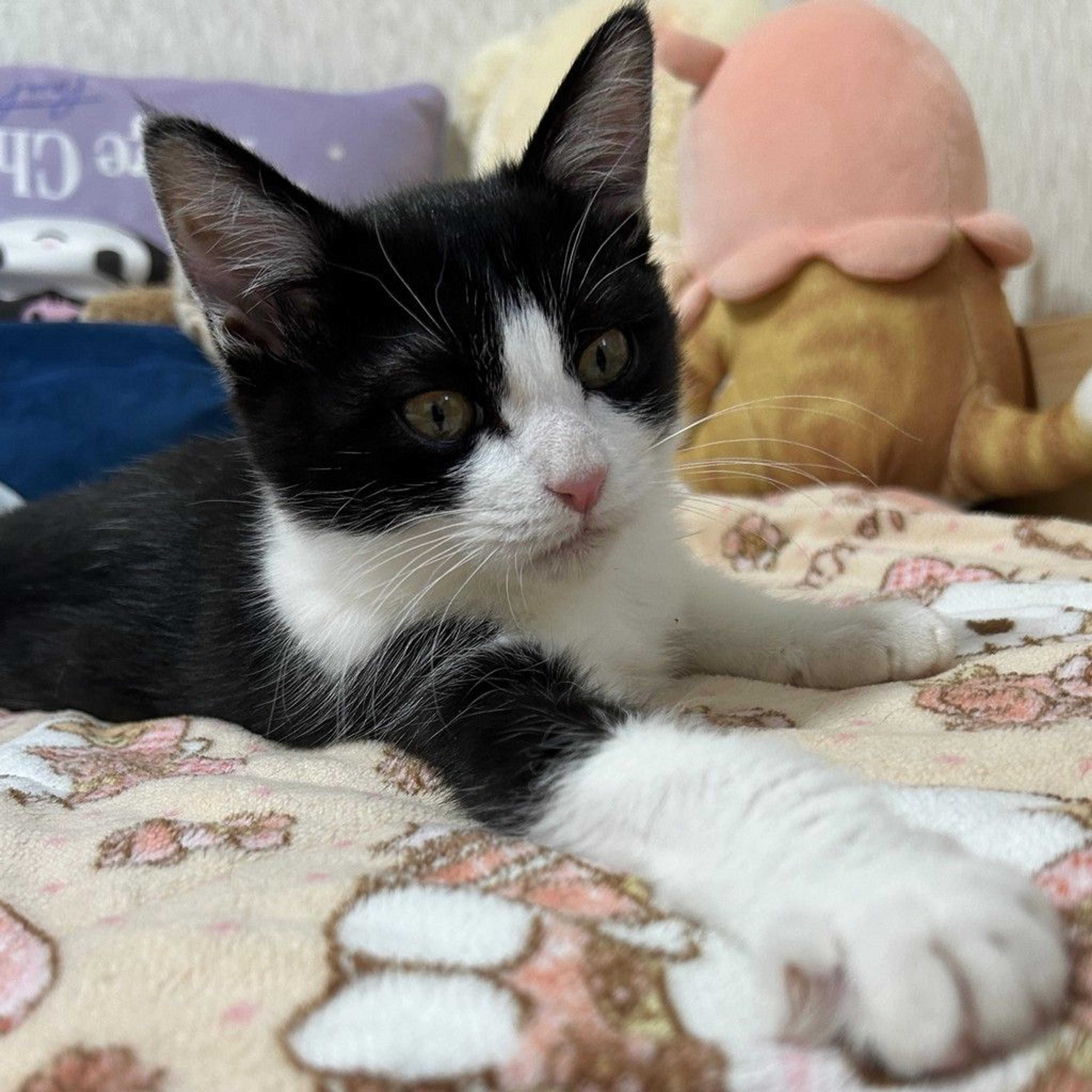 pet-image-2