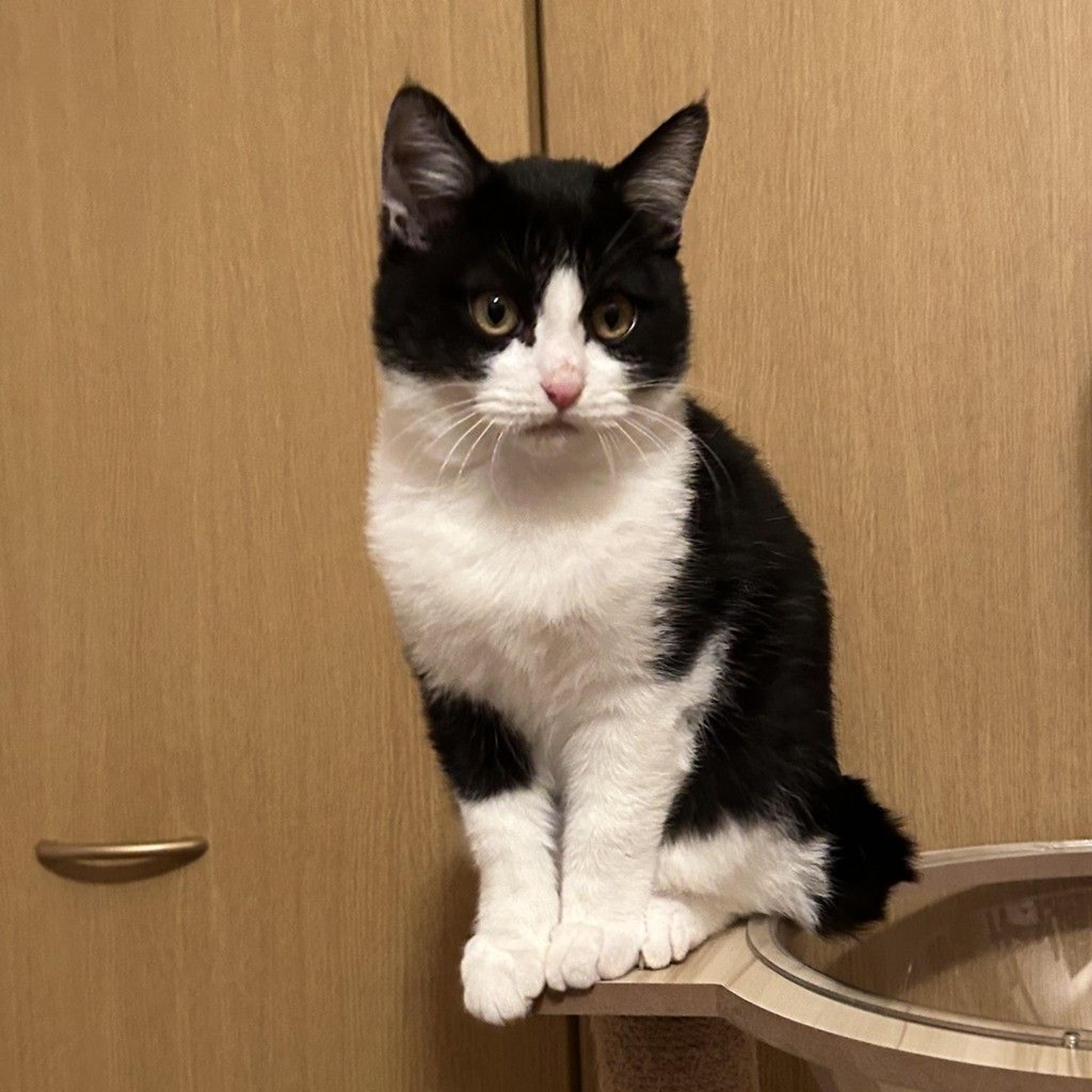 pet-image-3
