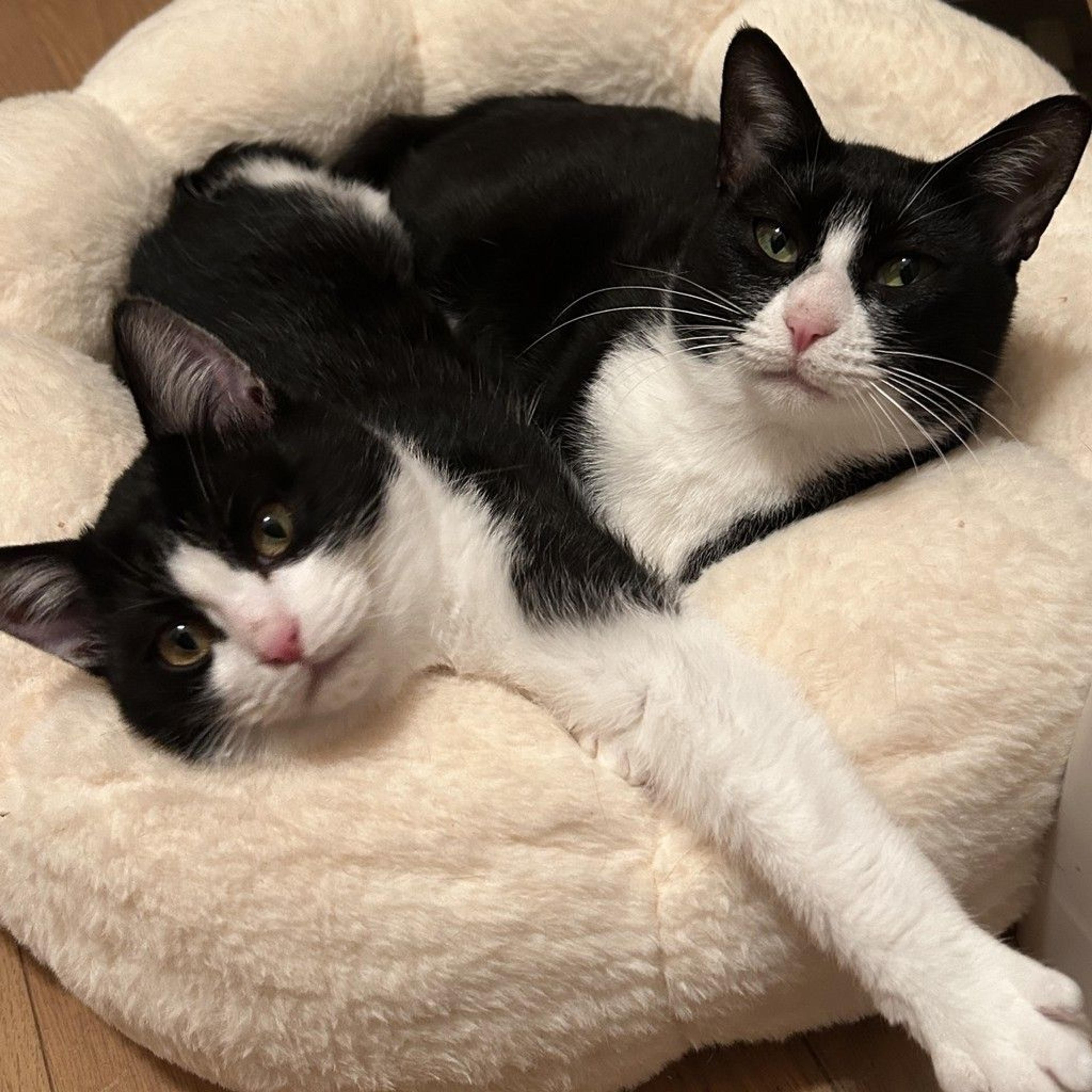 pet-image-4