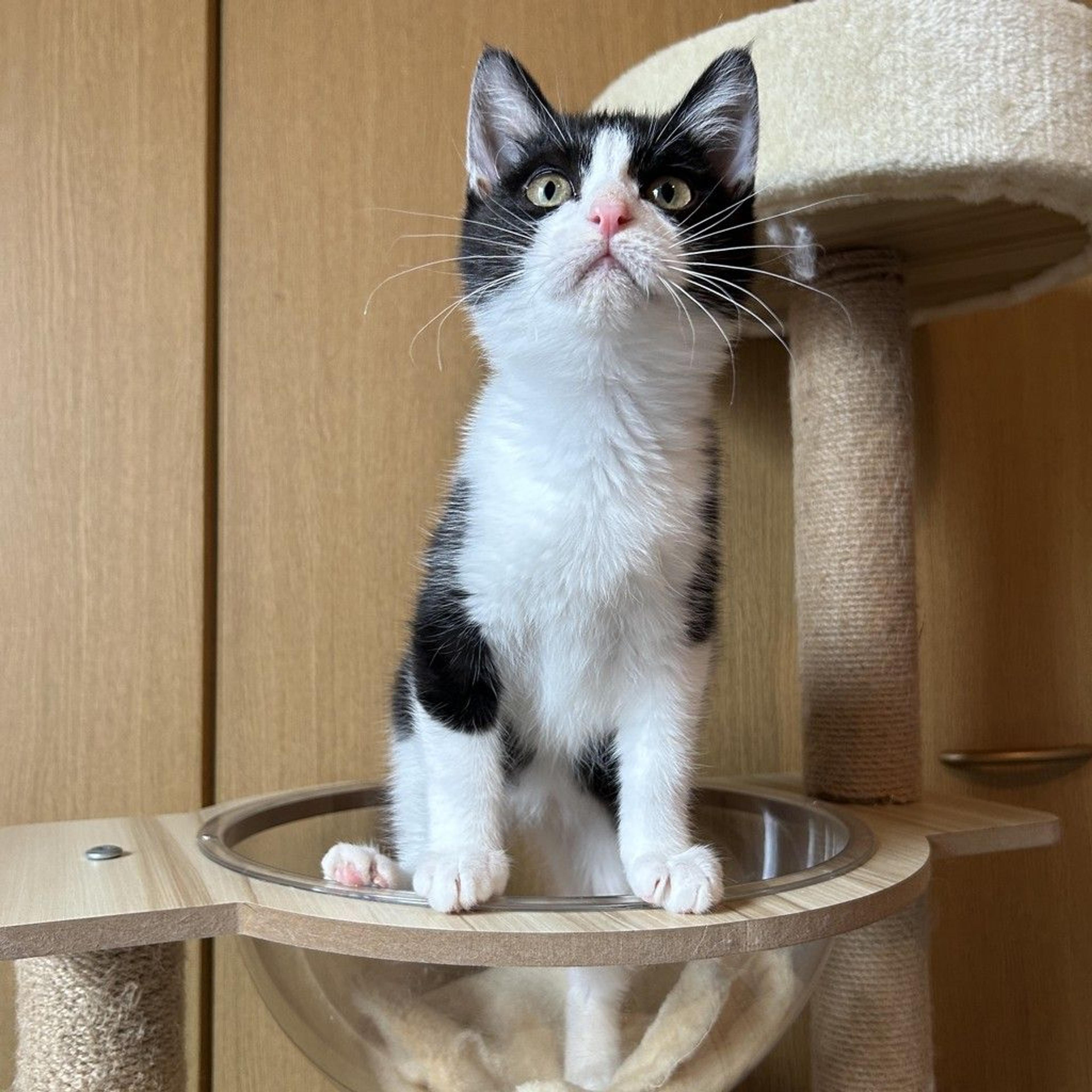 pet-image-5