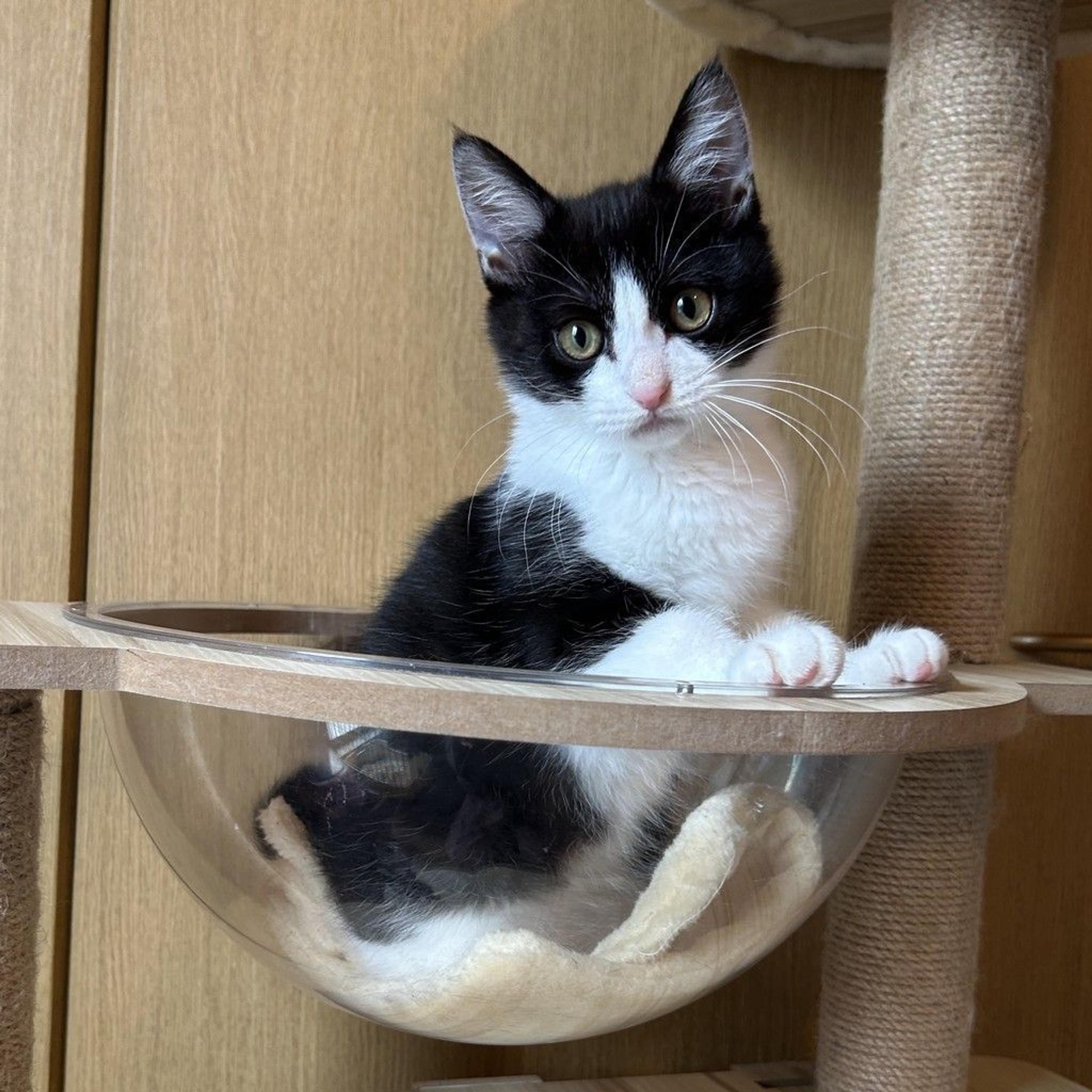 pet-image-6