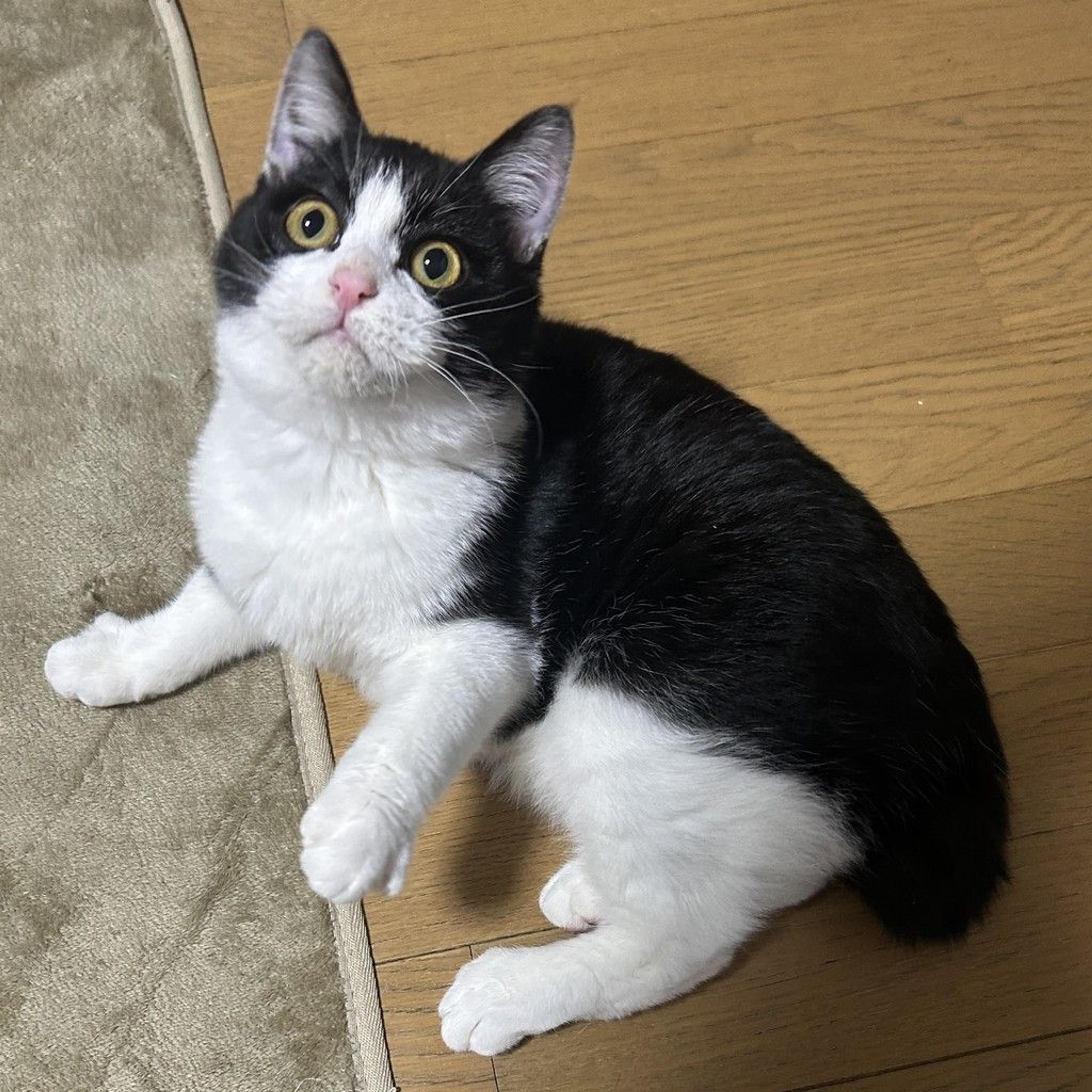 pet-image-7