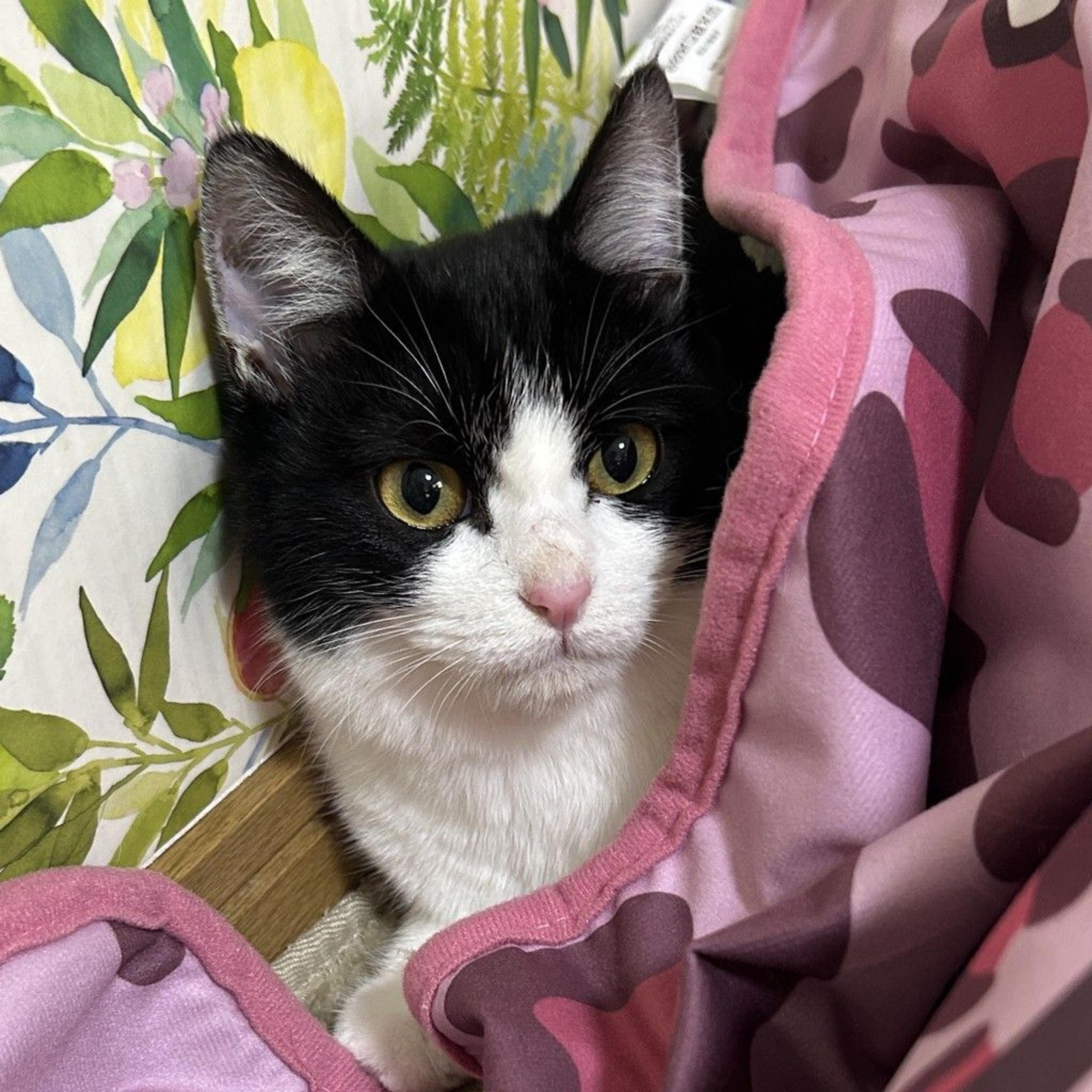pet-image-8