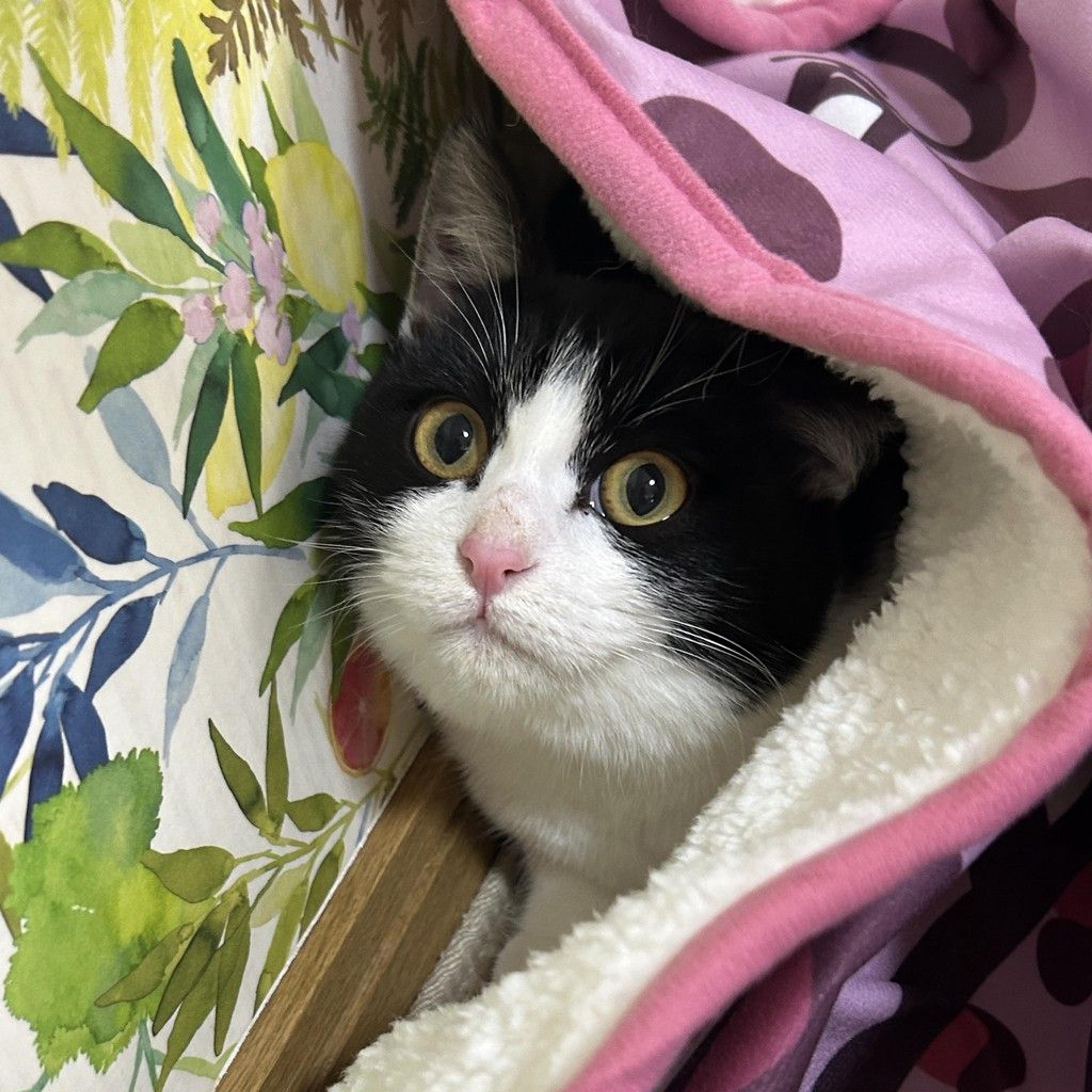 pet-image-9