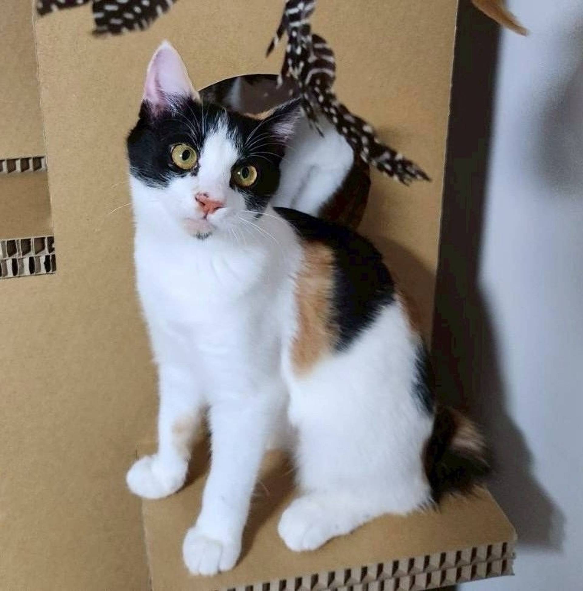 雑種（ミックス猫）・メスの里親募集の写真