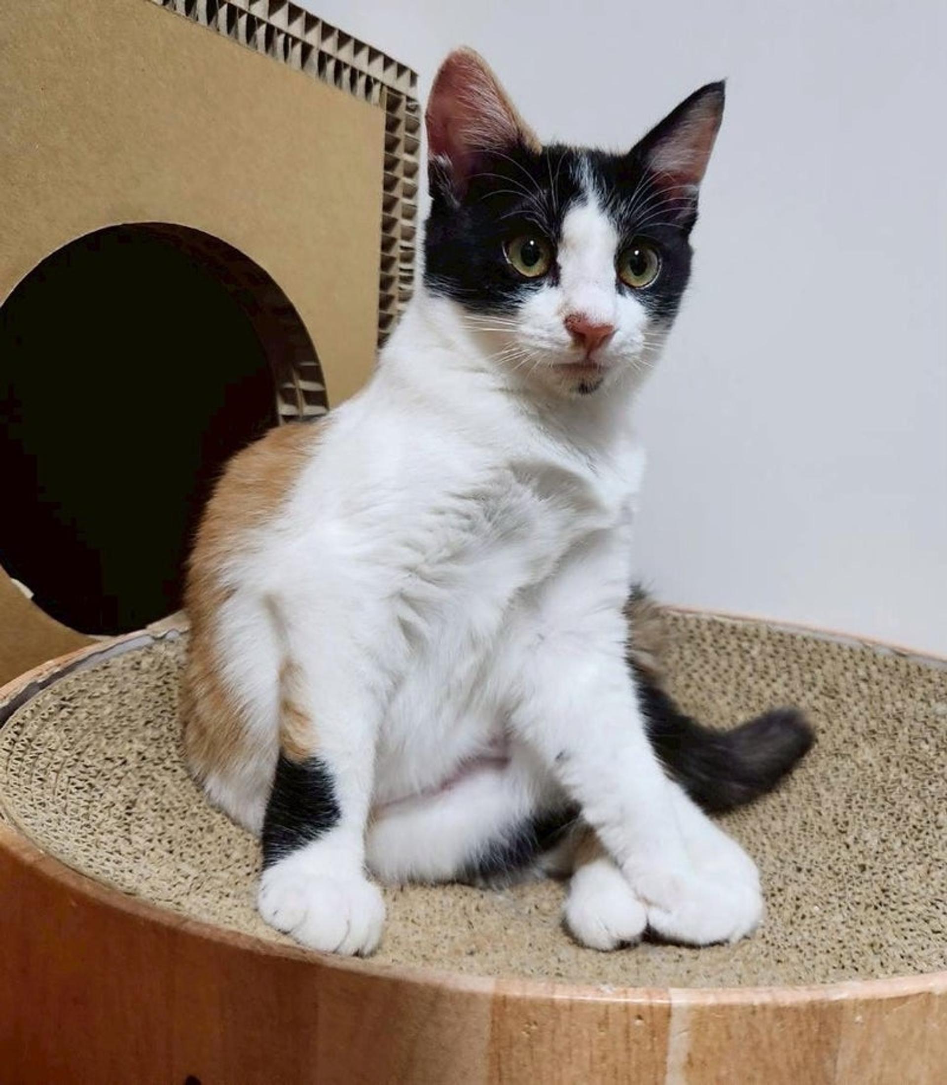 pet-image-4