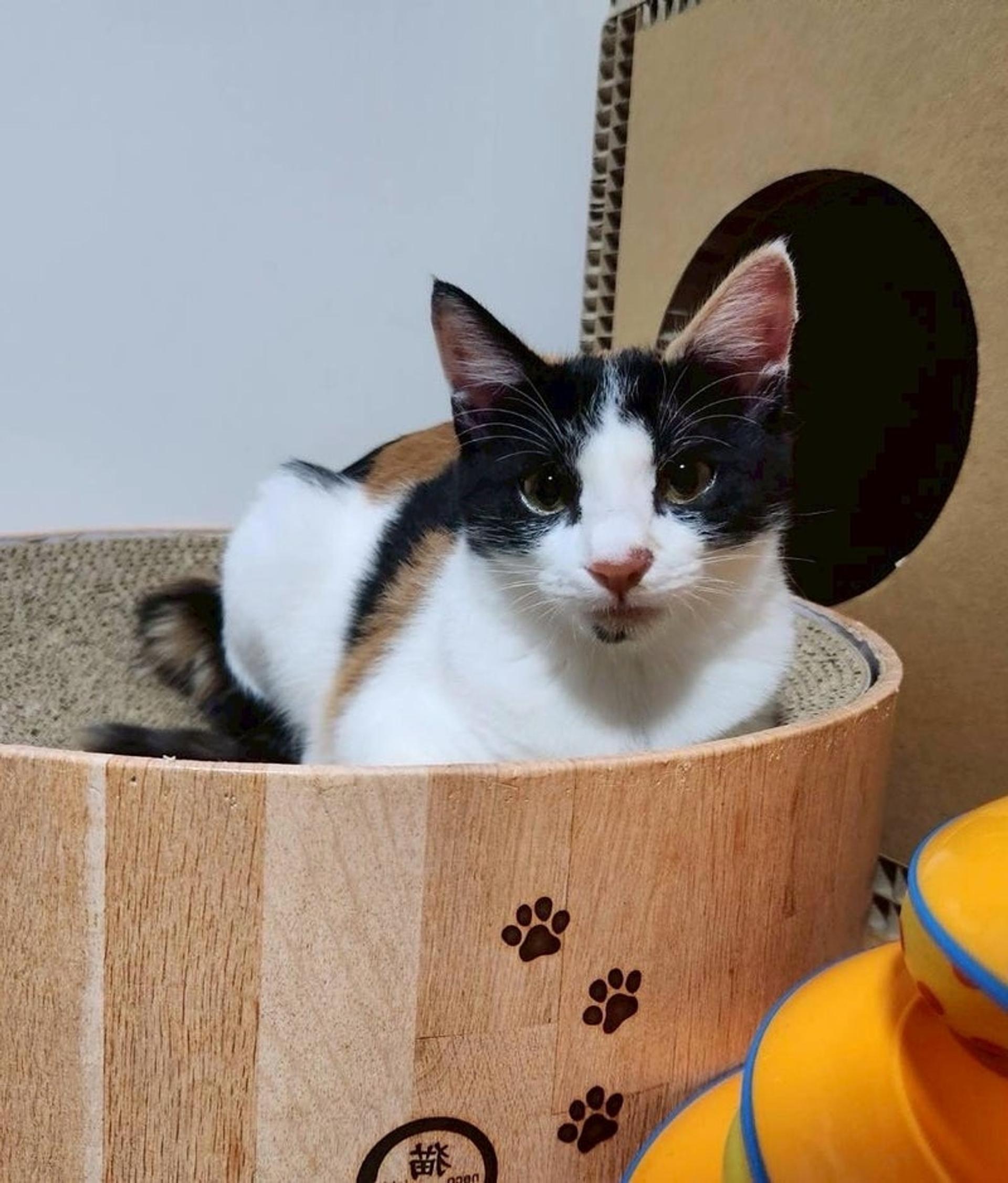 pet-image-3