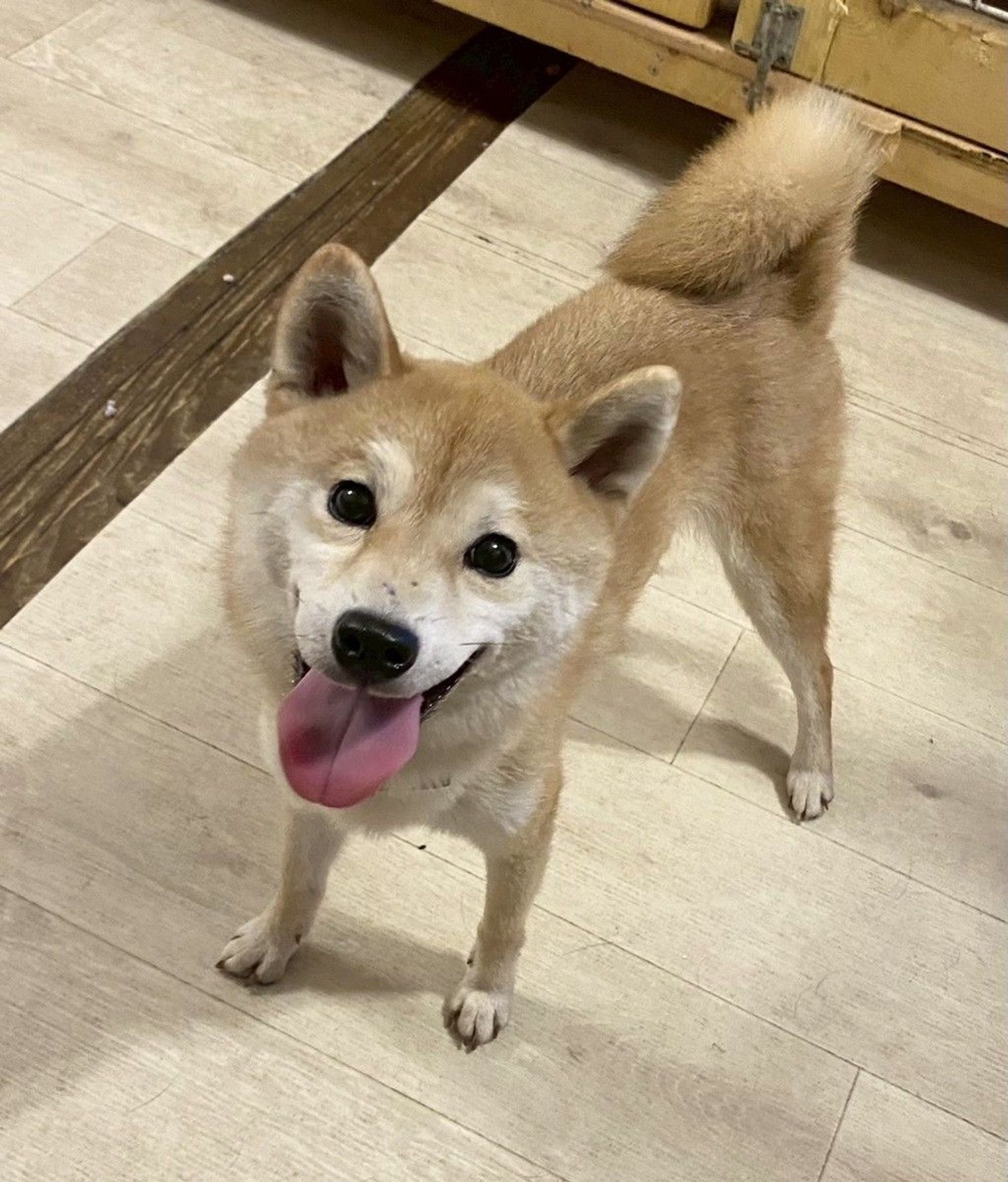 柴犬・メスの里親募集の写真