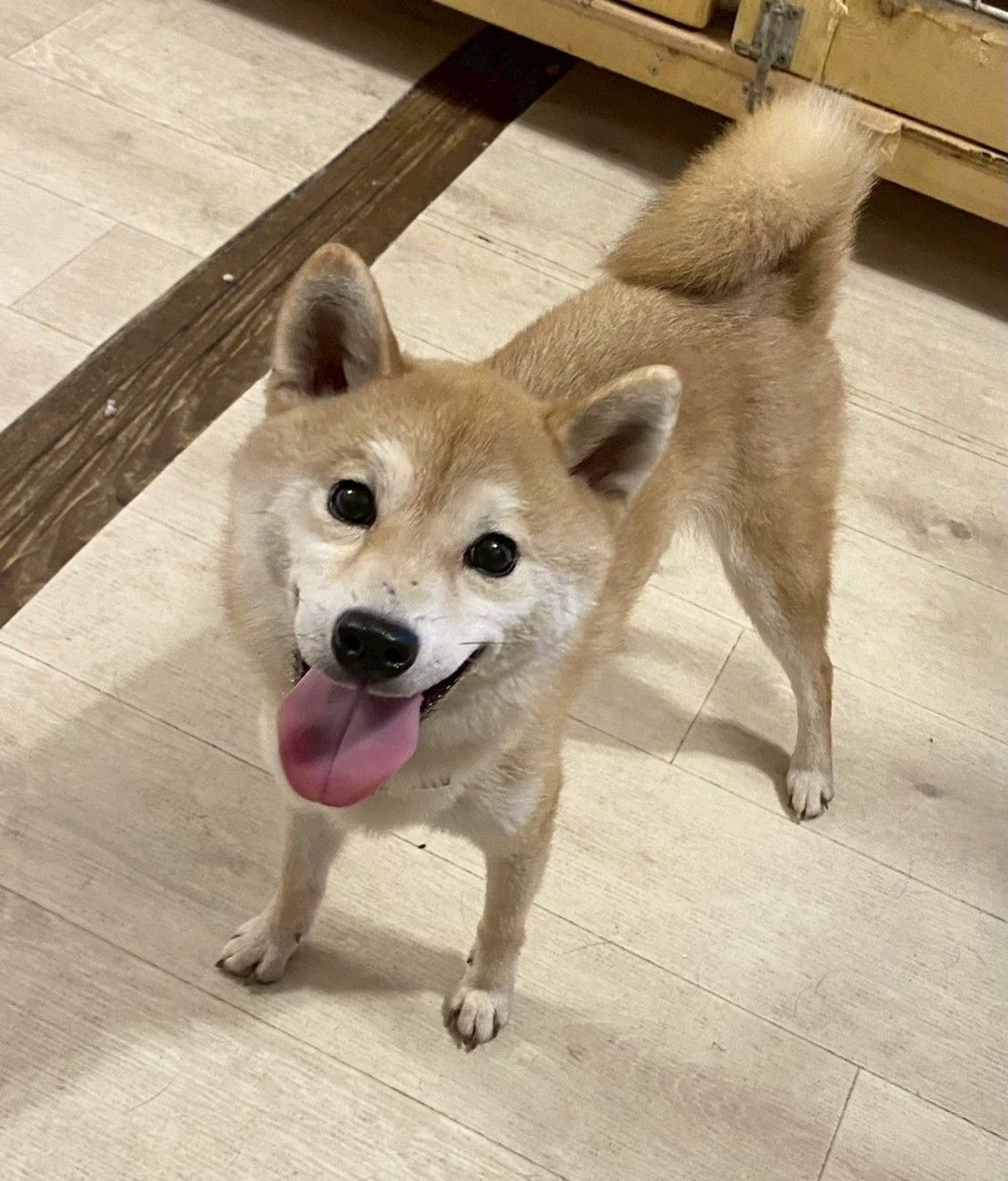 柴犬・メスの里親募集の写真