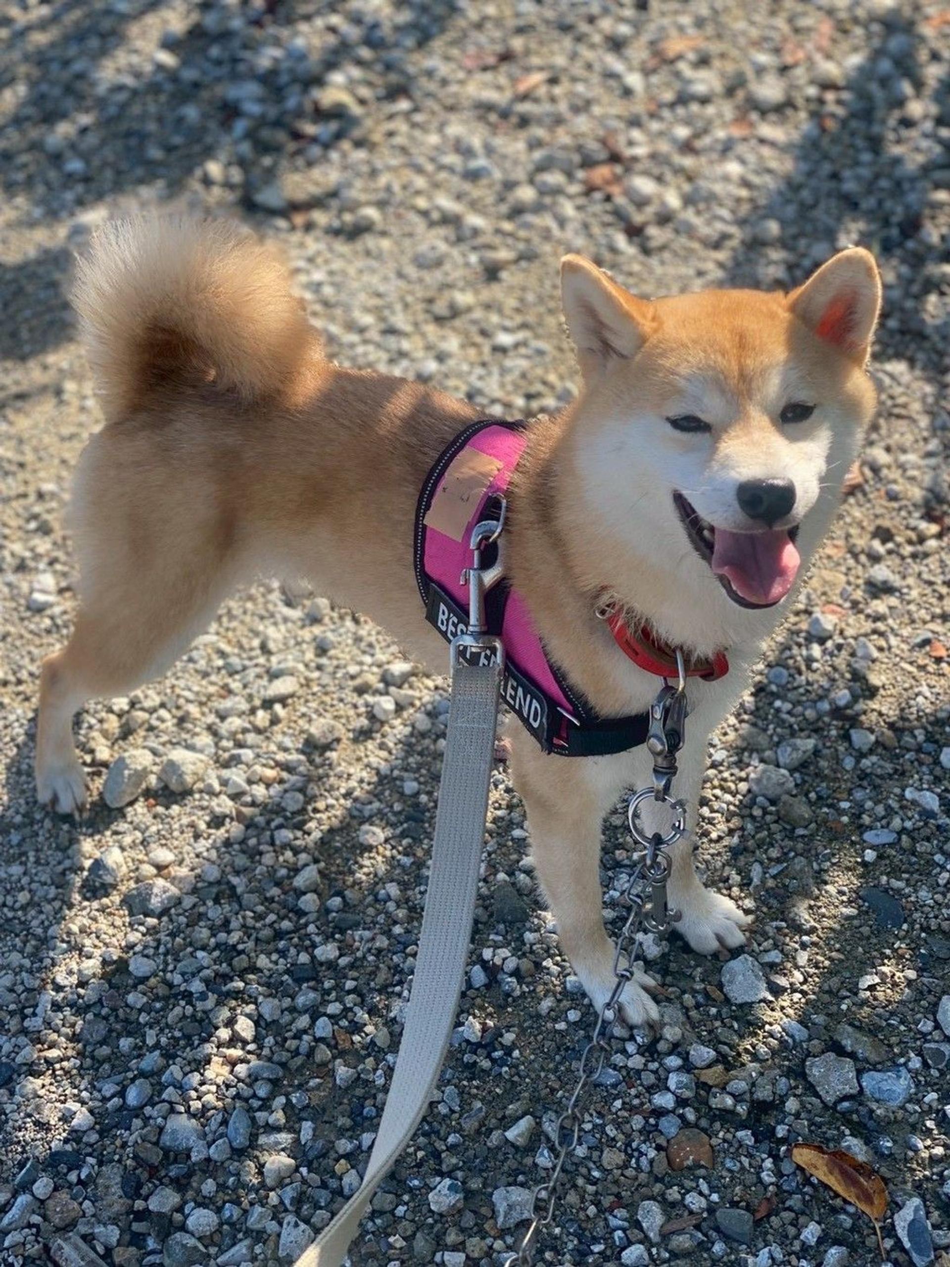 pet-image-2