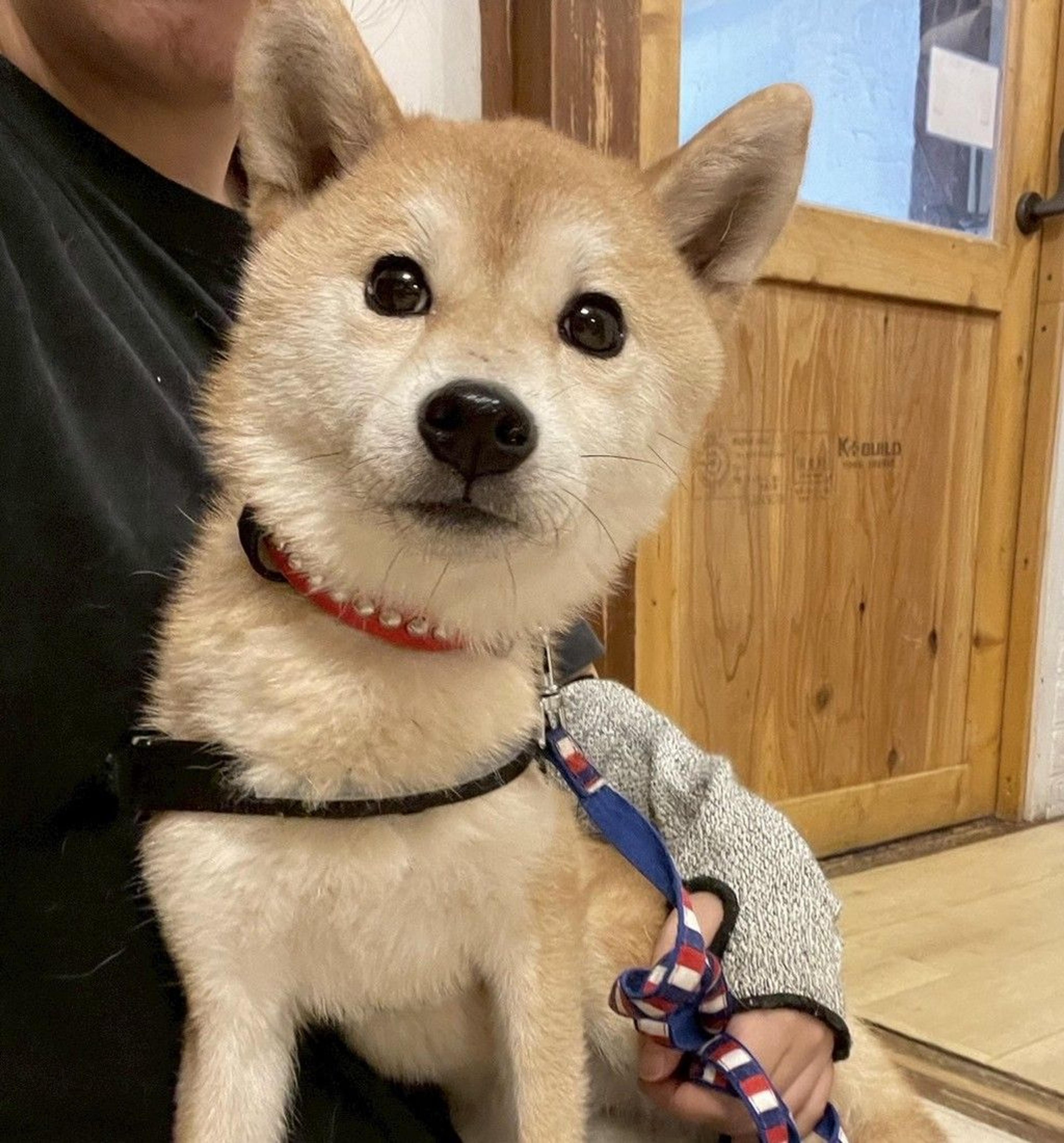 pet-image-3