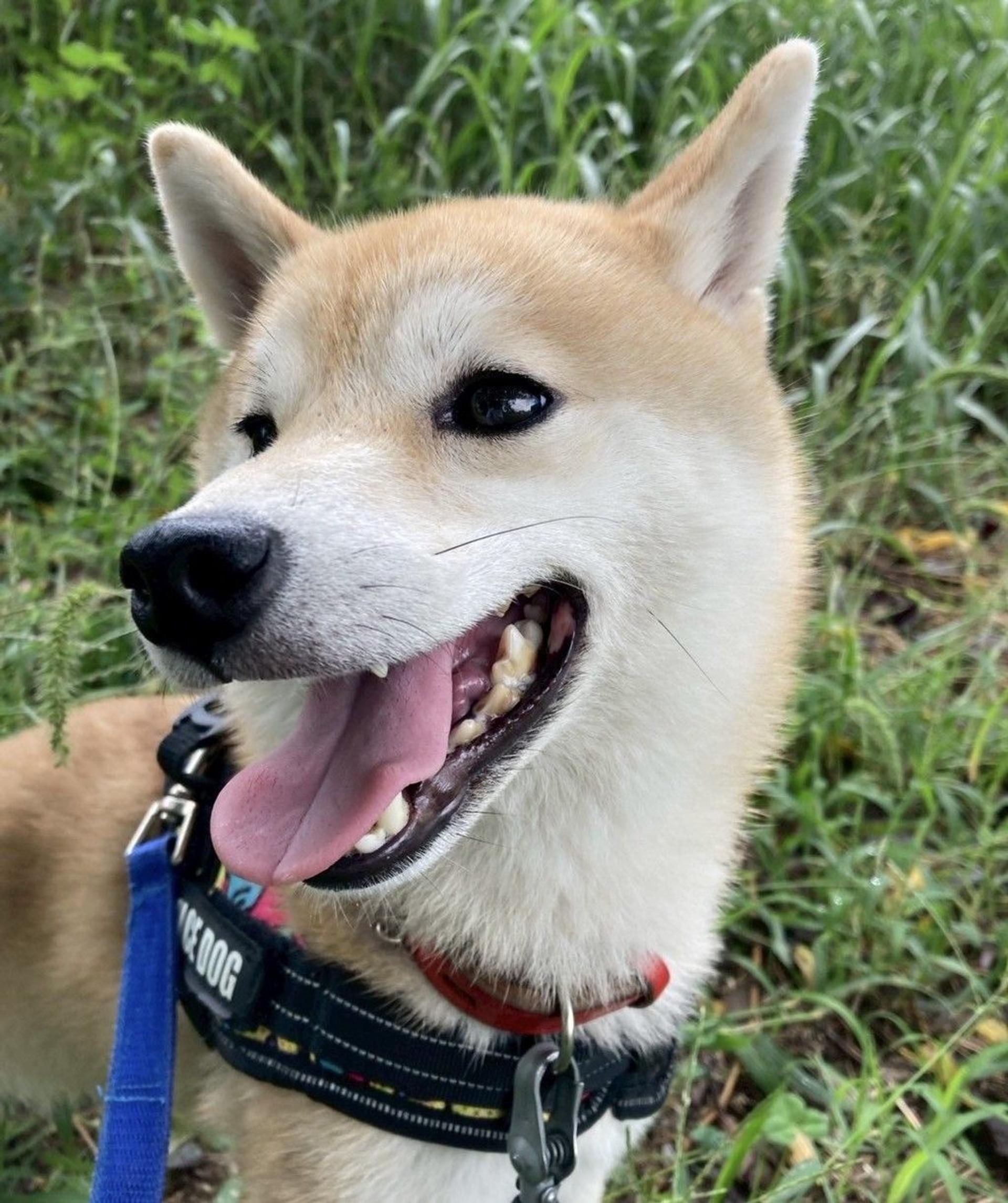 pet-image-6