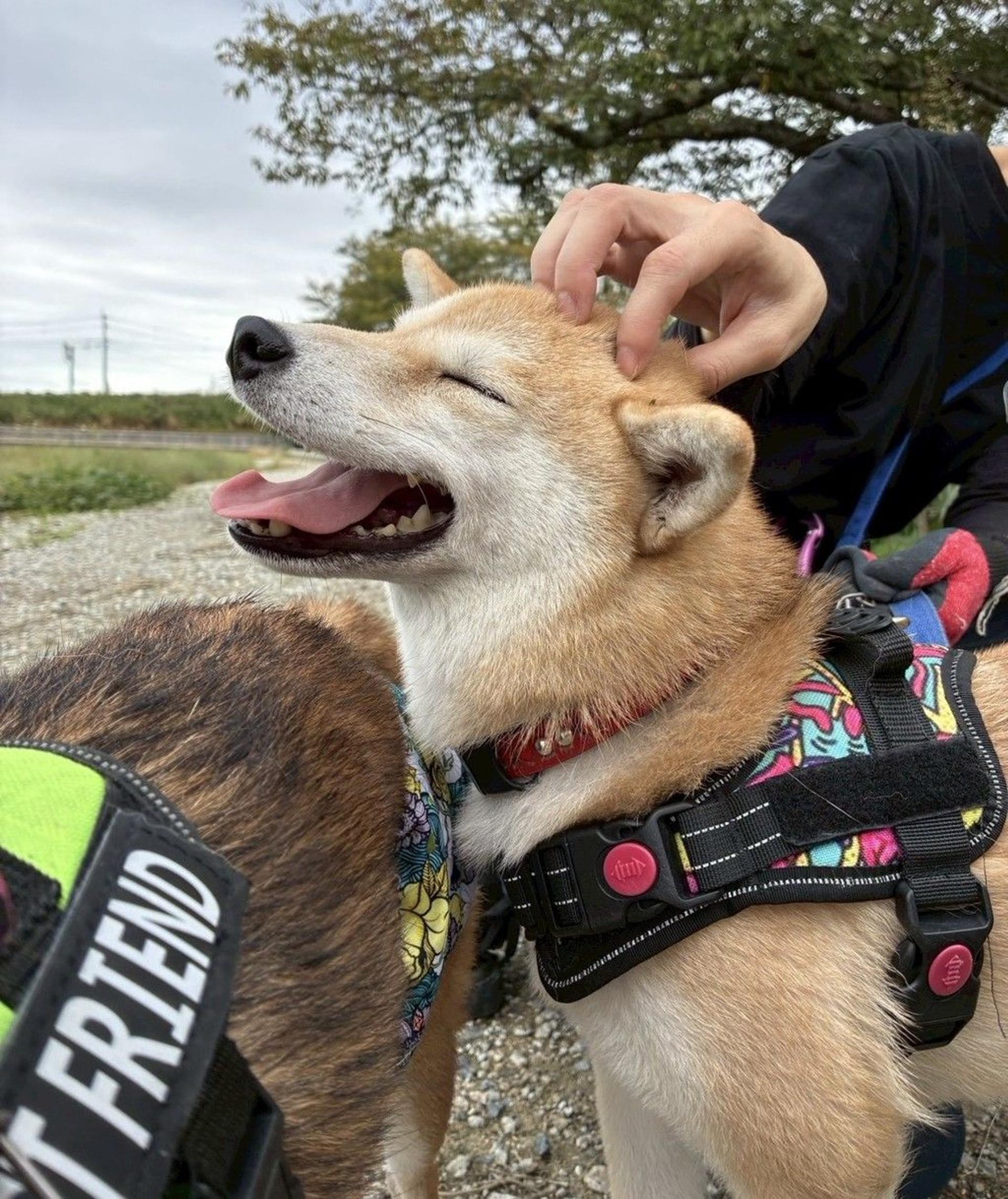 pet-image-7