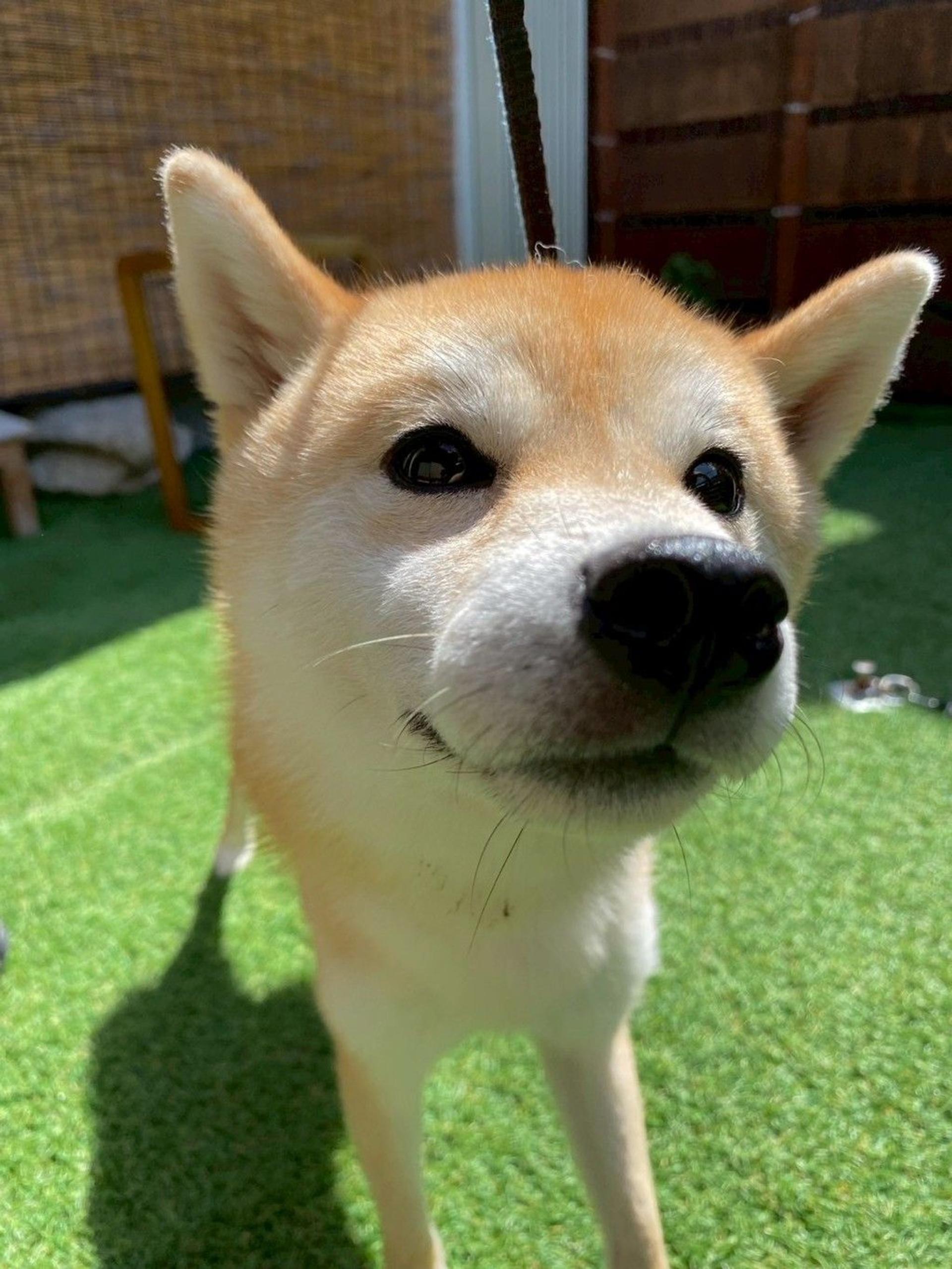 pet-image-8
