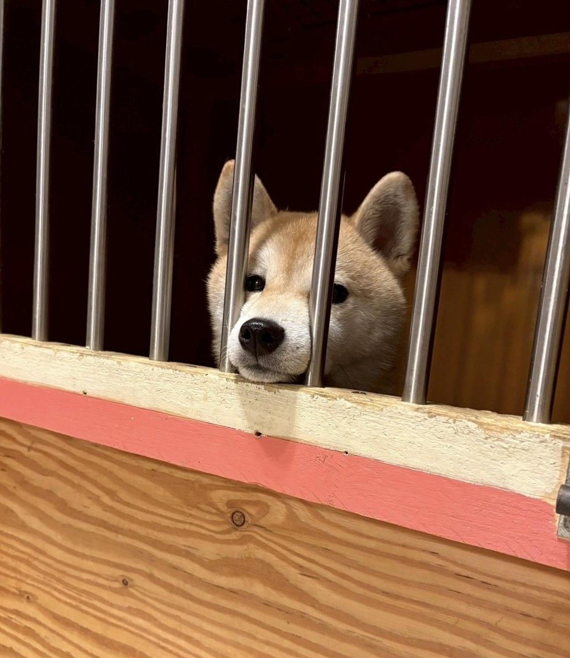 pet-image-9
