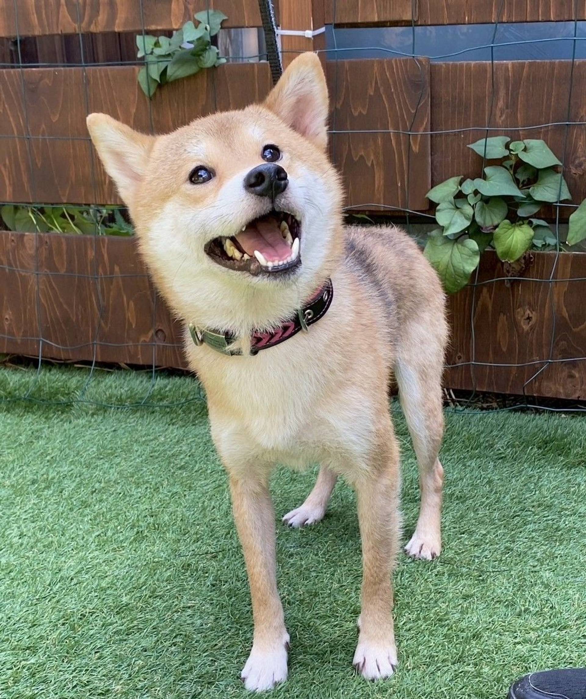 柴犬・オスの里親募集の写真
