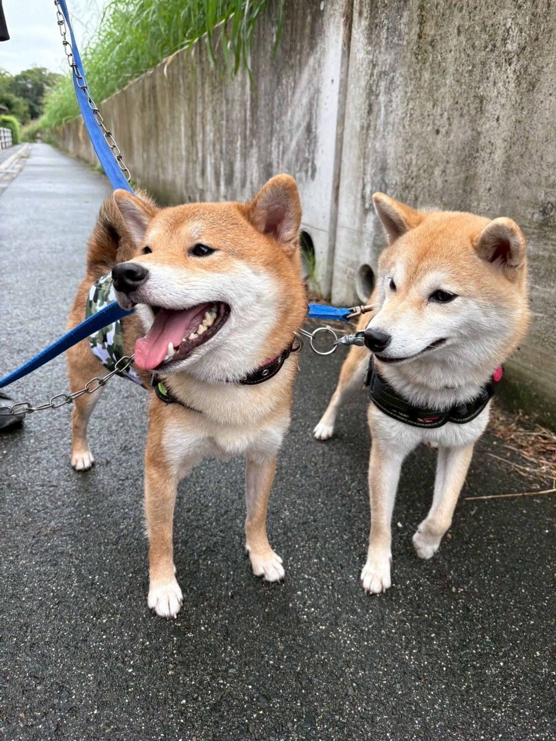 pet-image-7